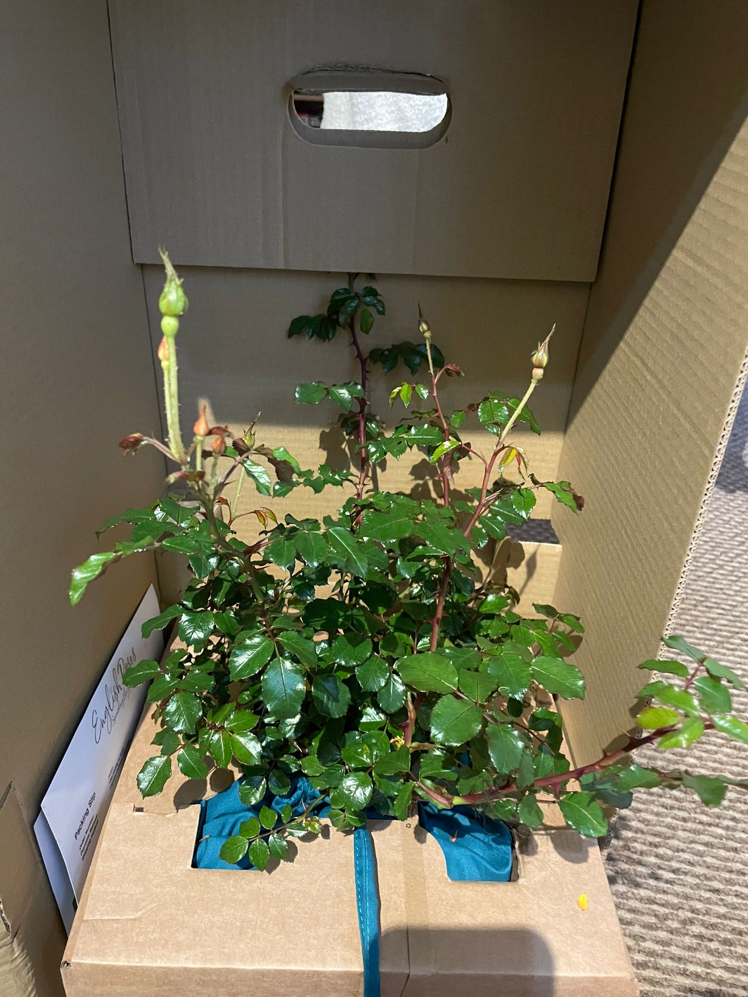 Special Grandad Rose