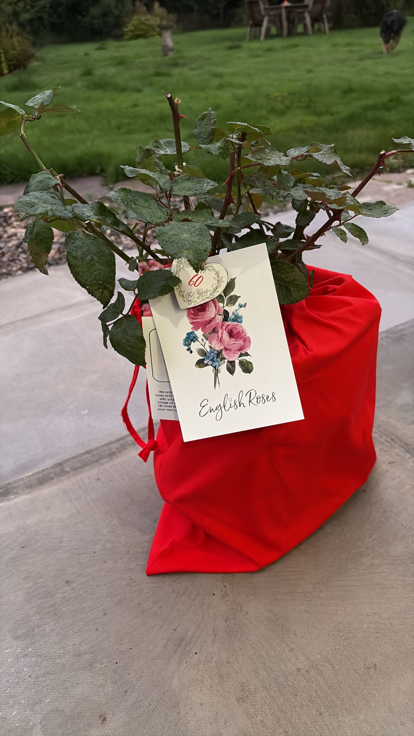 Fab @ 60 Rose - 60th Birthday Gift