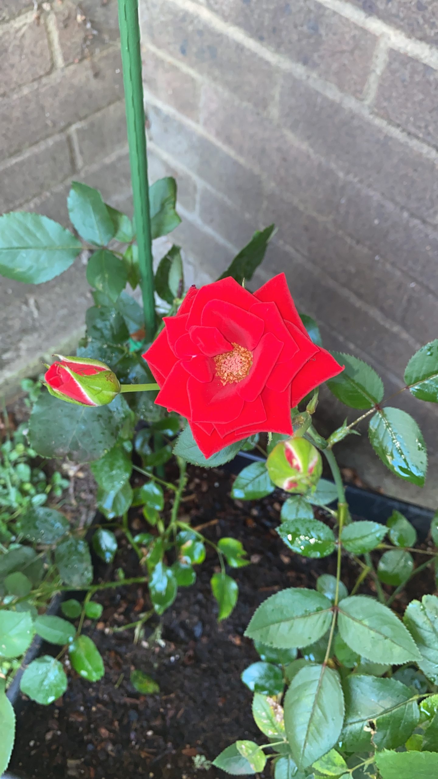 Rose Foliar Feed Kit - English Roses Protect & Grow