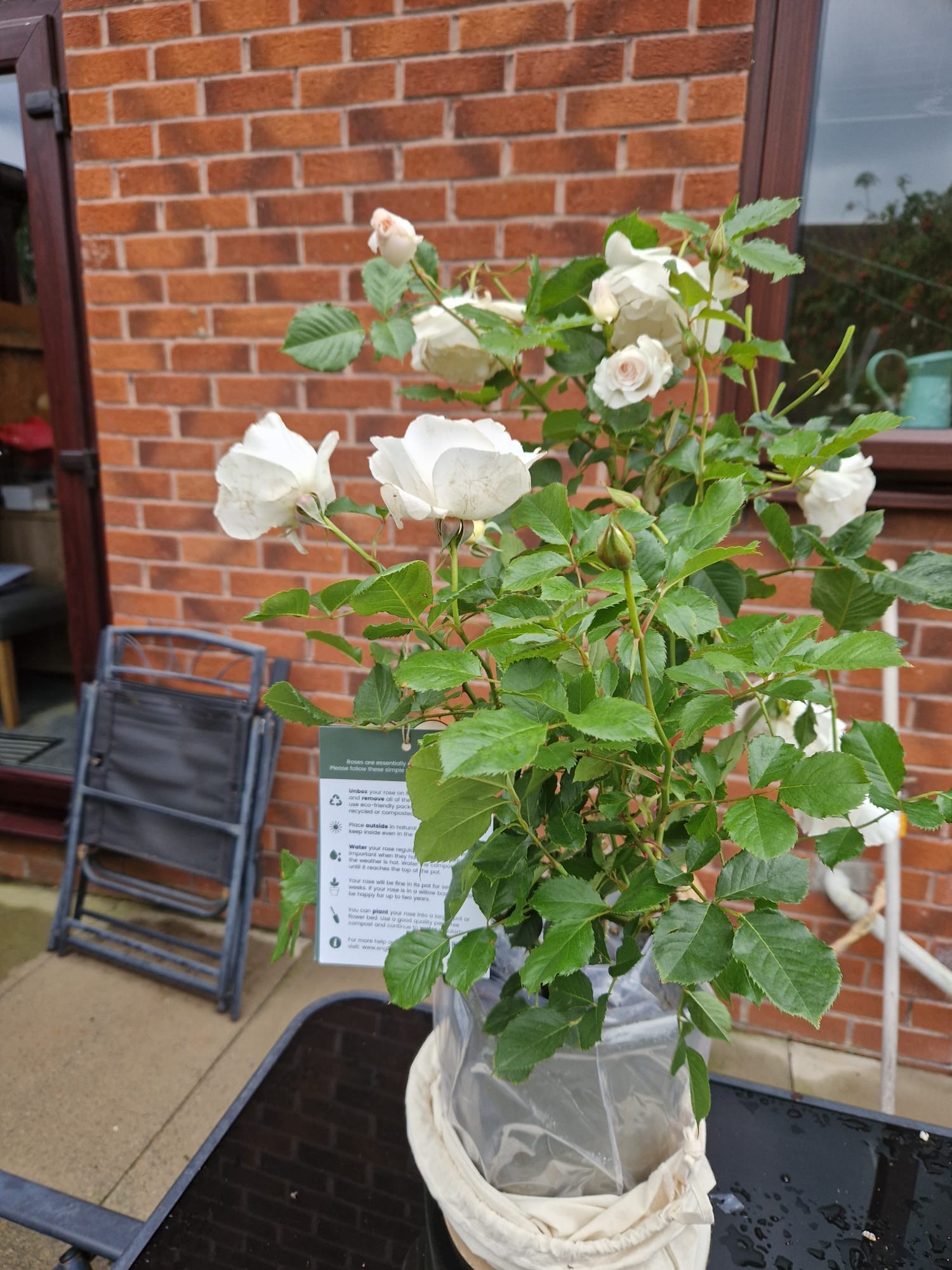 Margaret Merril Rose