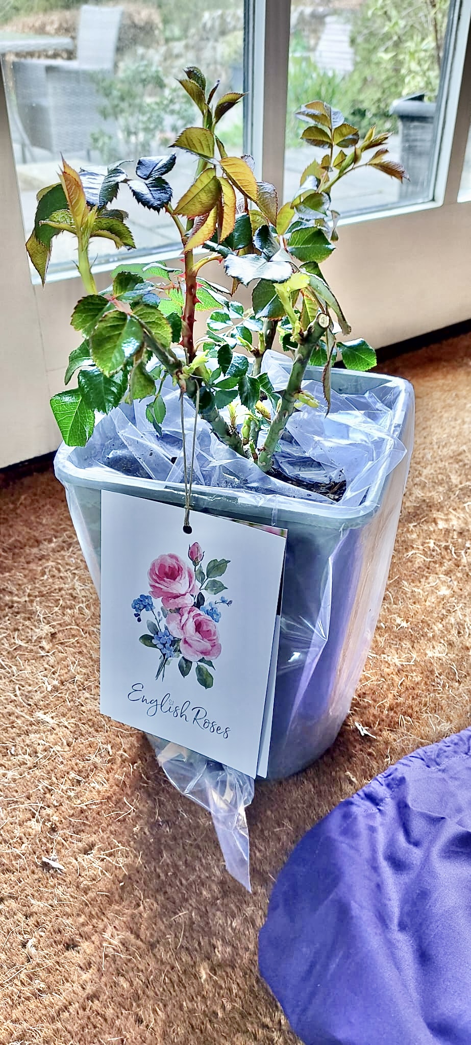 Pearl Rose - 30th Wedding Anniversary Gift