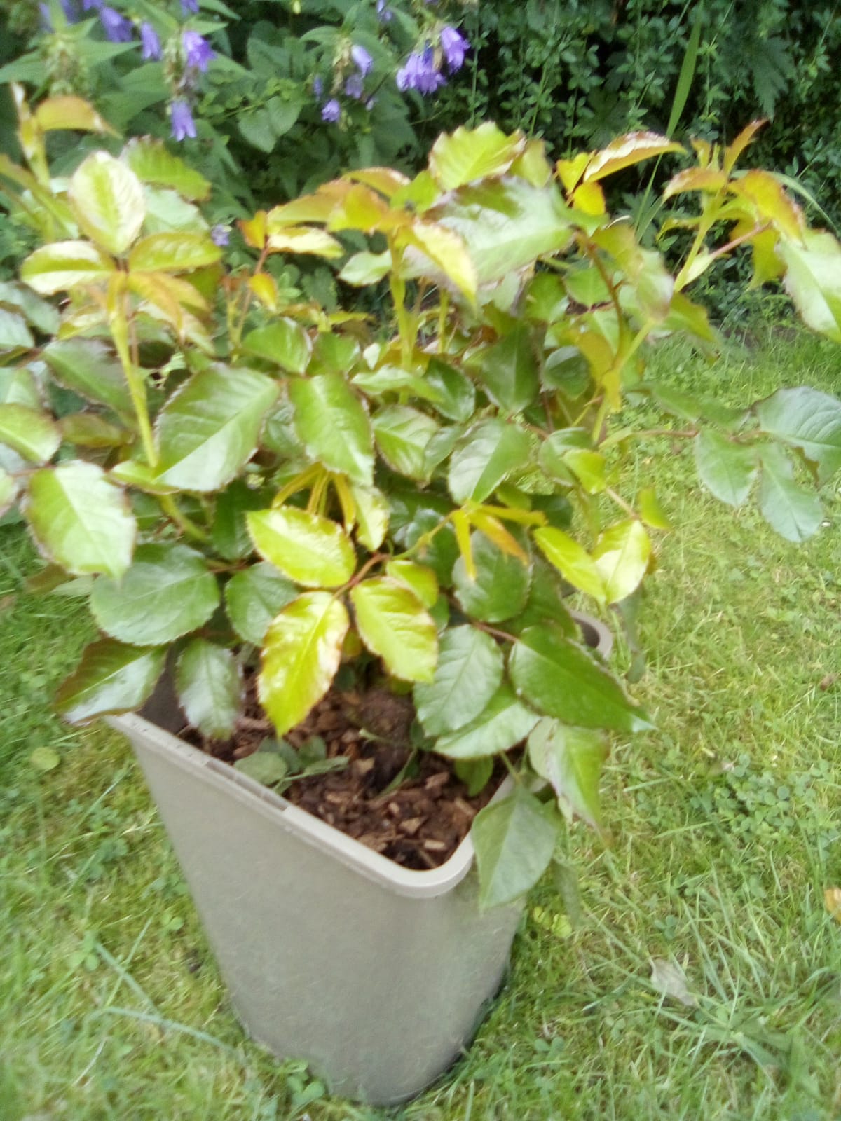 Happy Golden Wedding Rose - 50th Wedding Anniversary Gifts