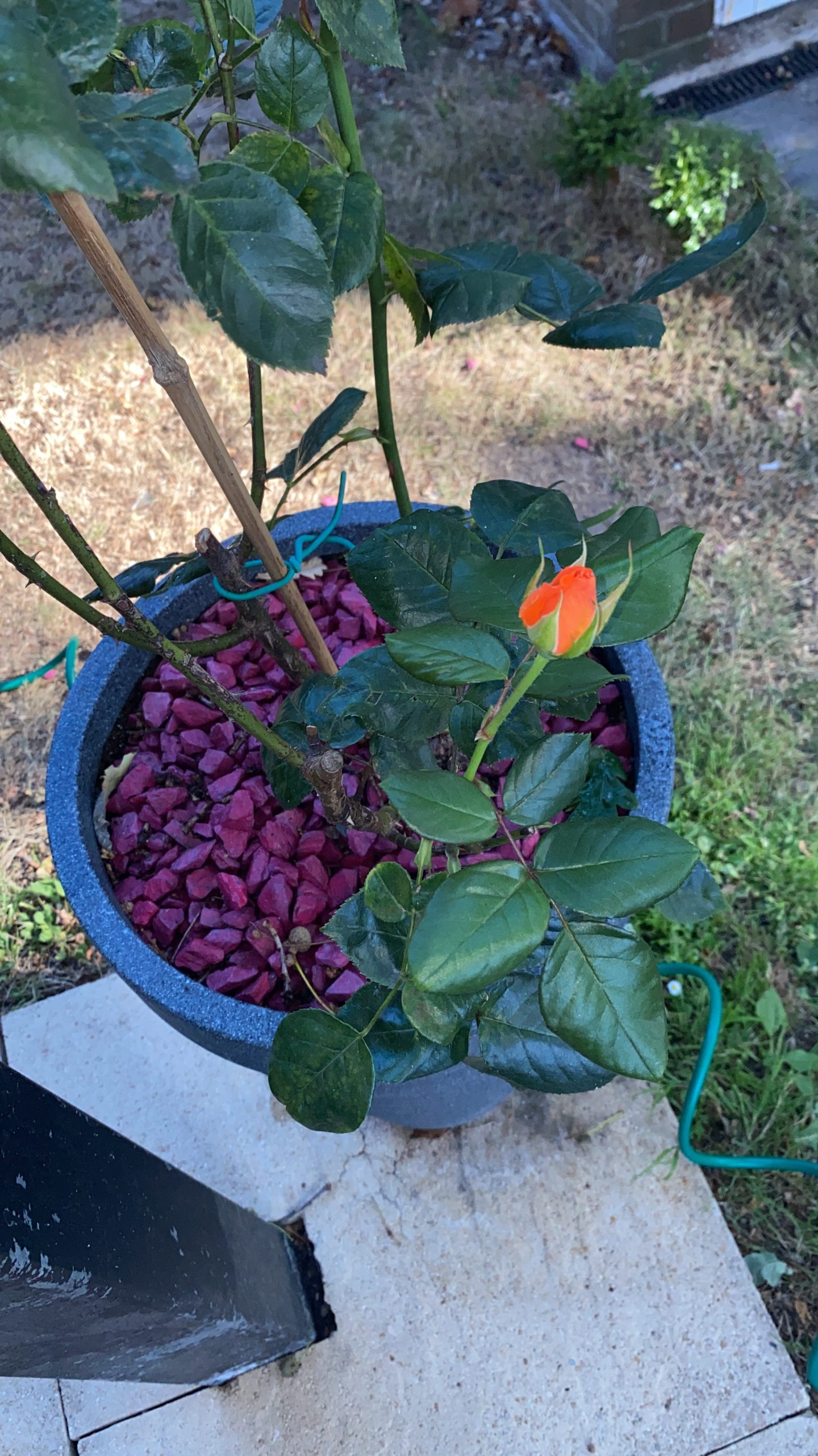 Rose Foliar Feed Kit - English Roses Protect & Grow