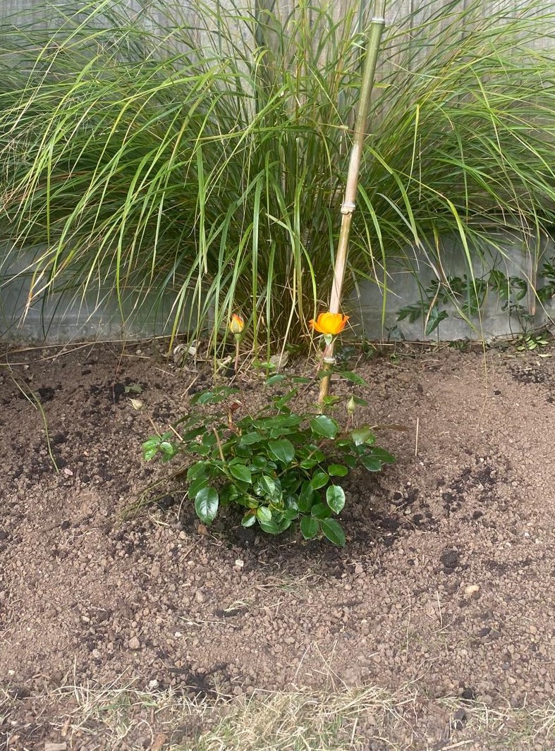 Forever In Our Hearts - English Roses Memorial Gift