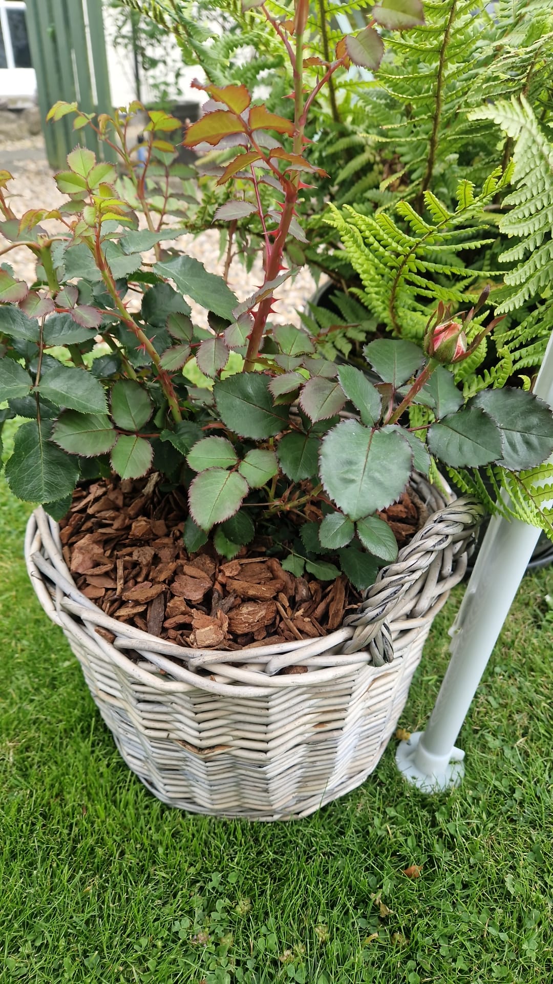 'English Roses' Greetings Card