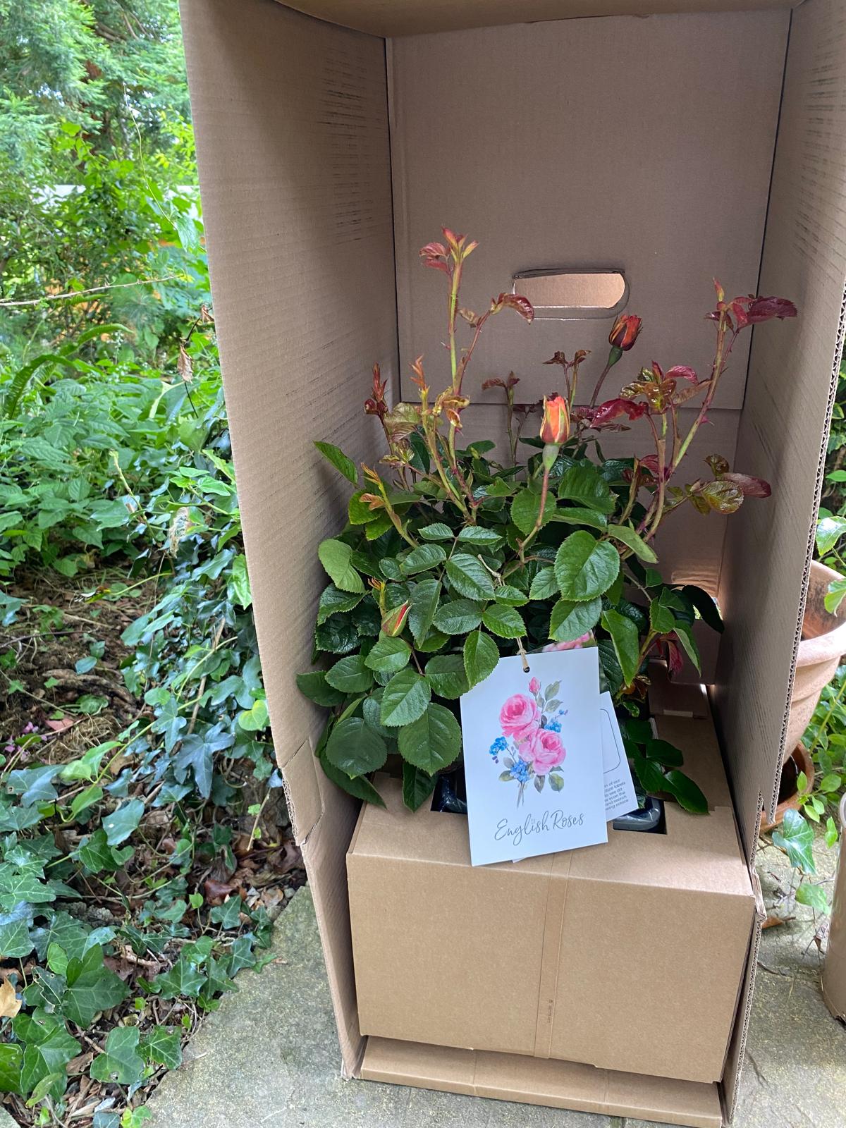 Scent From Heaven Rose - Scented Rose Gift