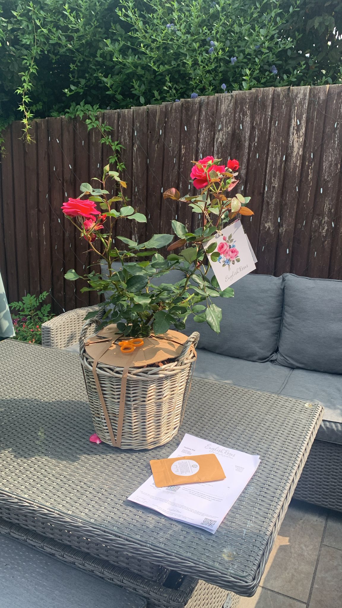 Timeless Charisma Rose