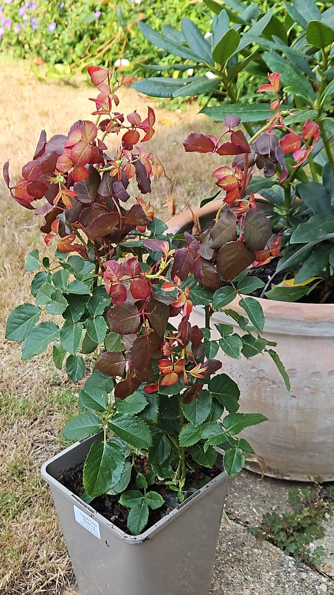 Ruby Wedding Day Rose