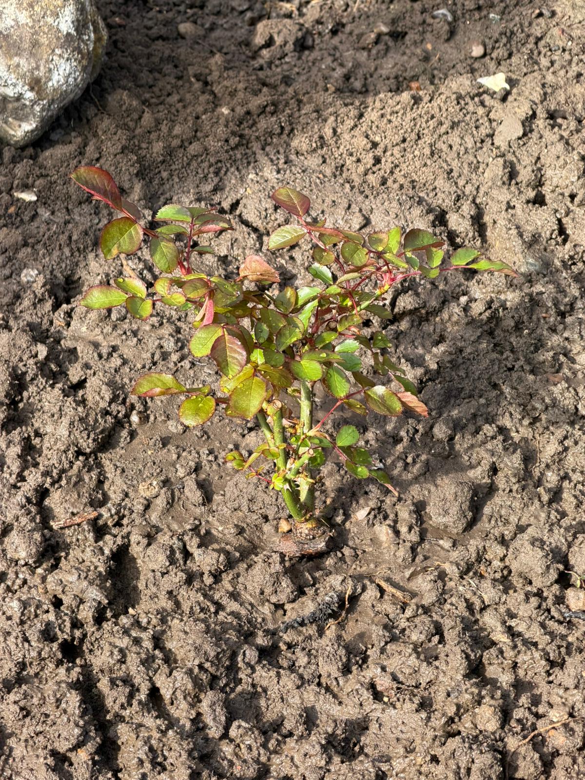 Fab @ 60 Rose - 60th Birthday Gift