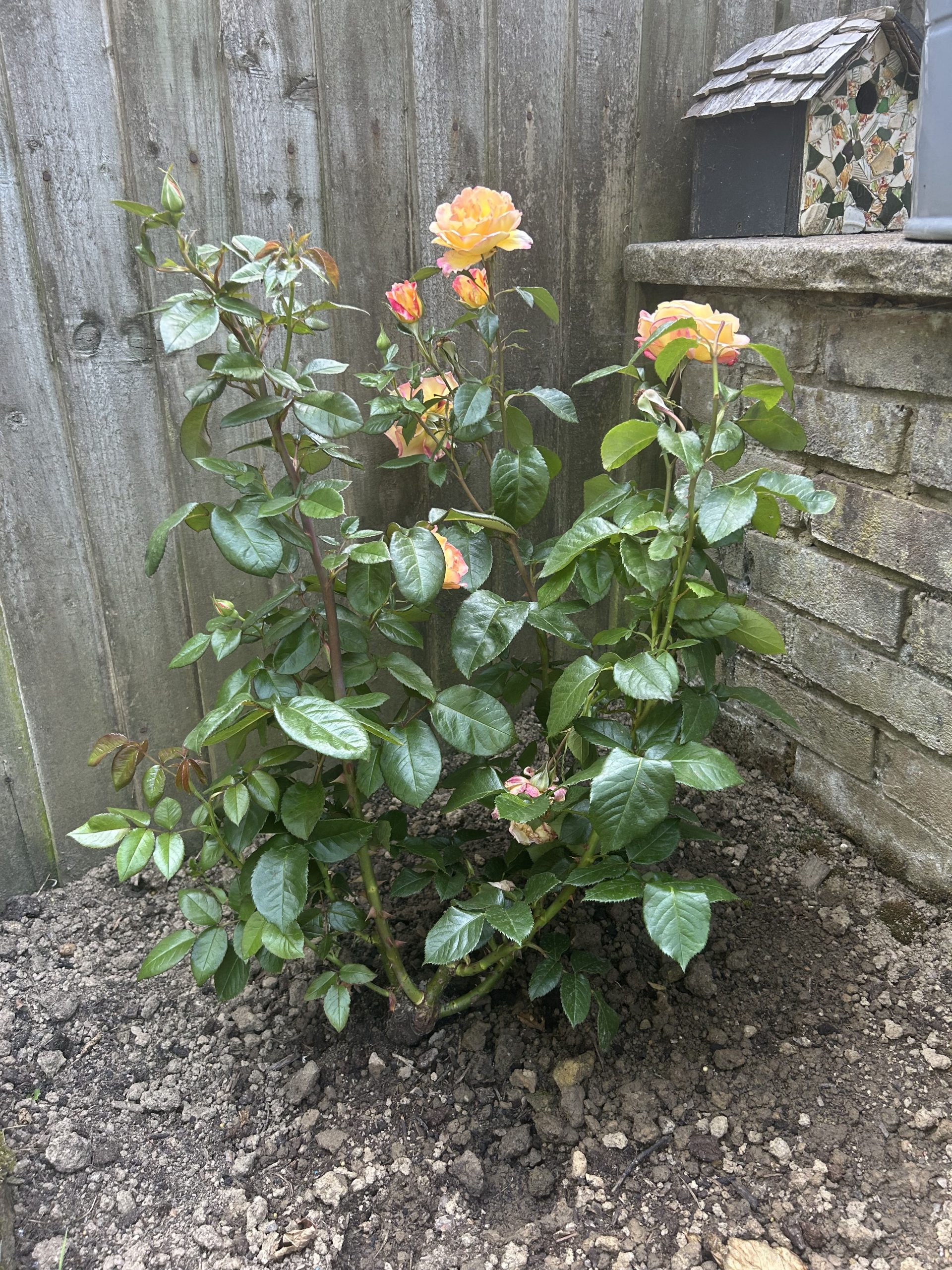 Sheila's Perfume Rose