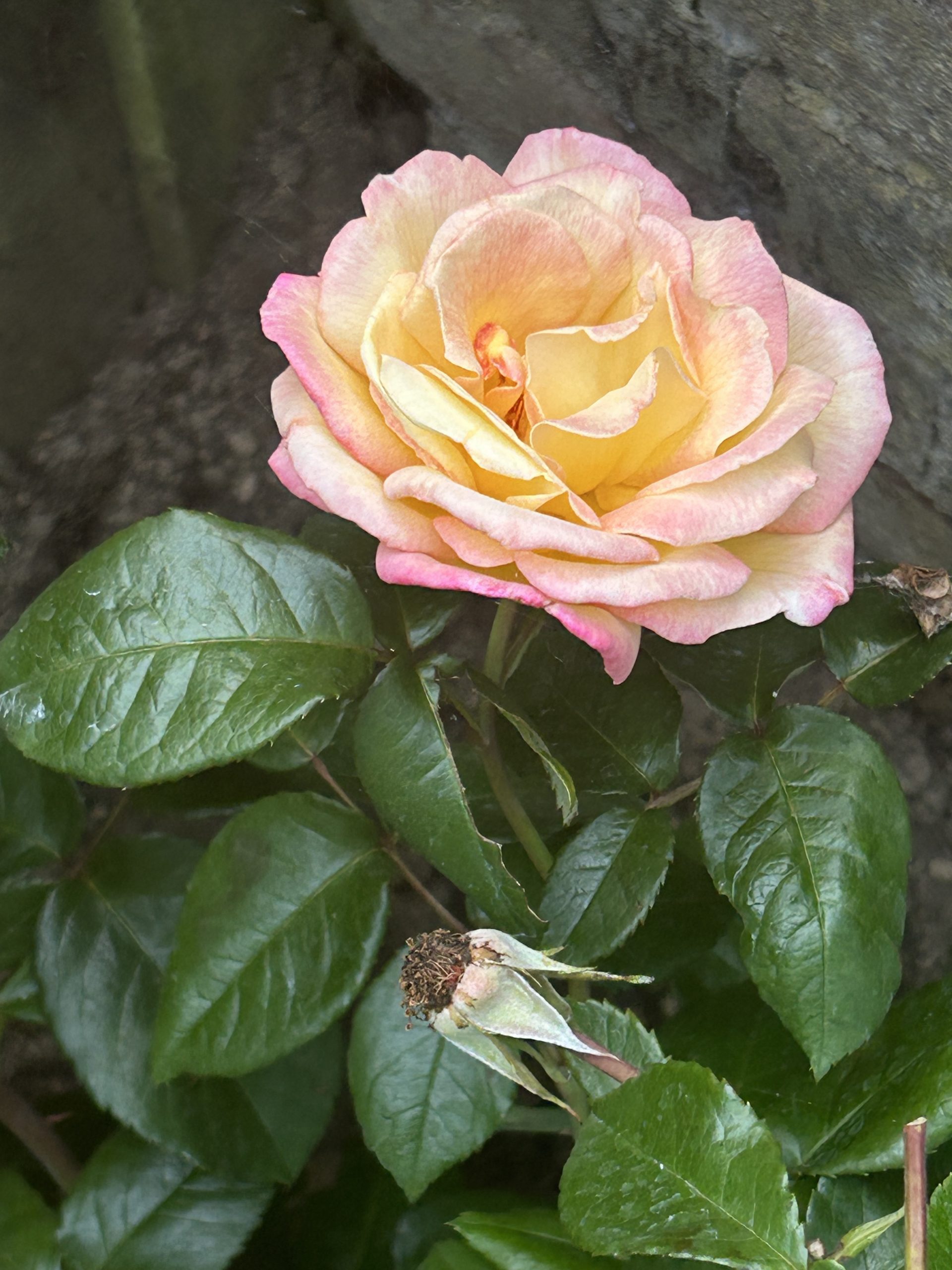 Sheila's Perfume Rose