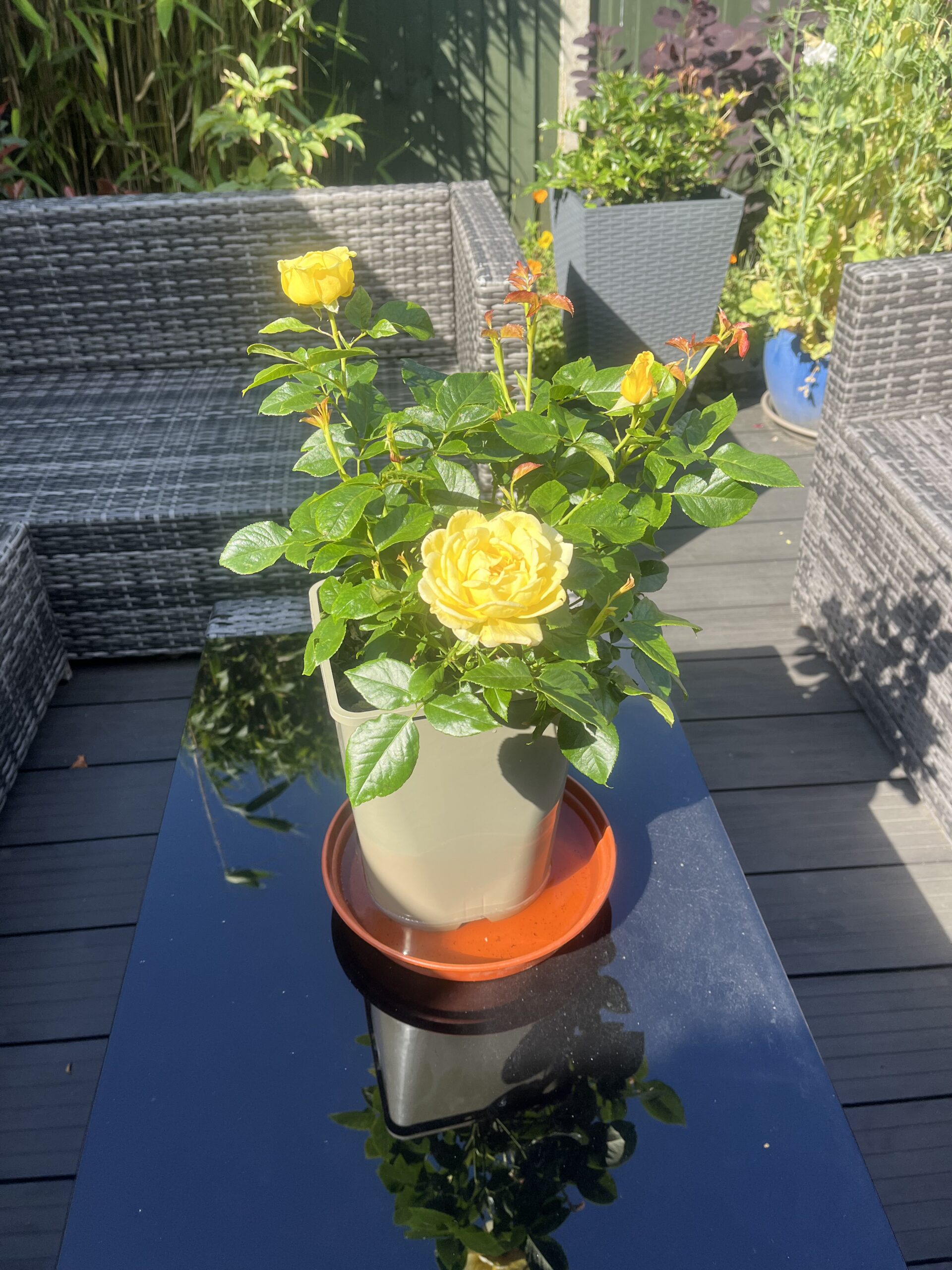 Happy Golden Wedding Rose - 50th Wedding Anniversary Gifts