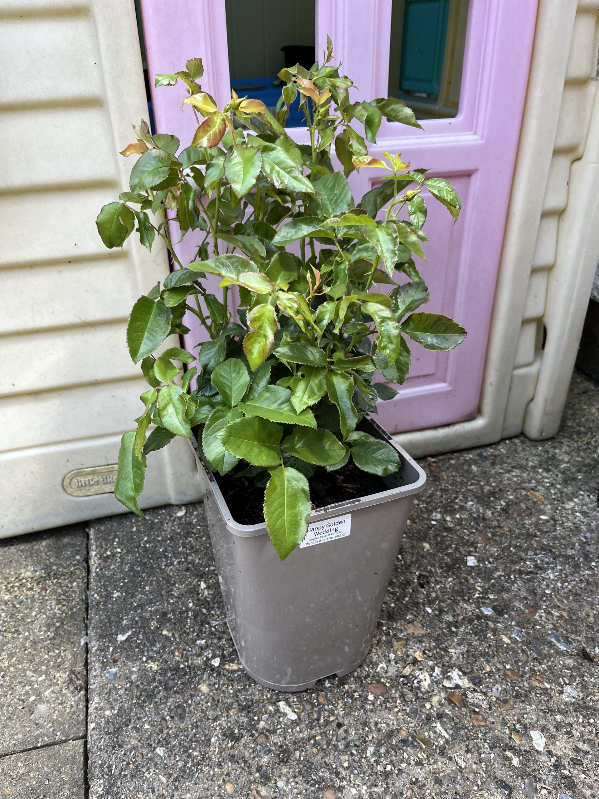 Happy Golden Wedding Rose - 50th Wedding Anniversary Gifts