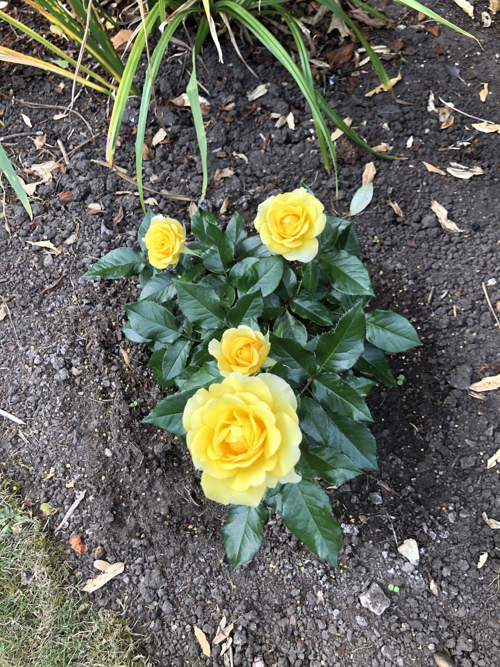 Happy Golden Wedding Rose - 50th Wedding Anniversary Gifts