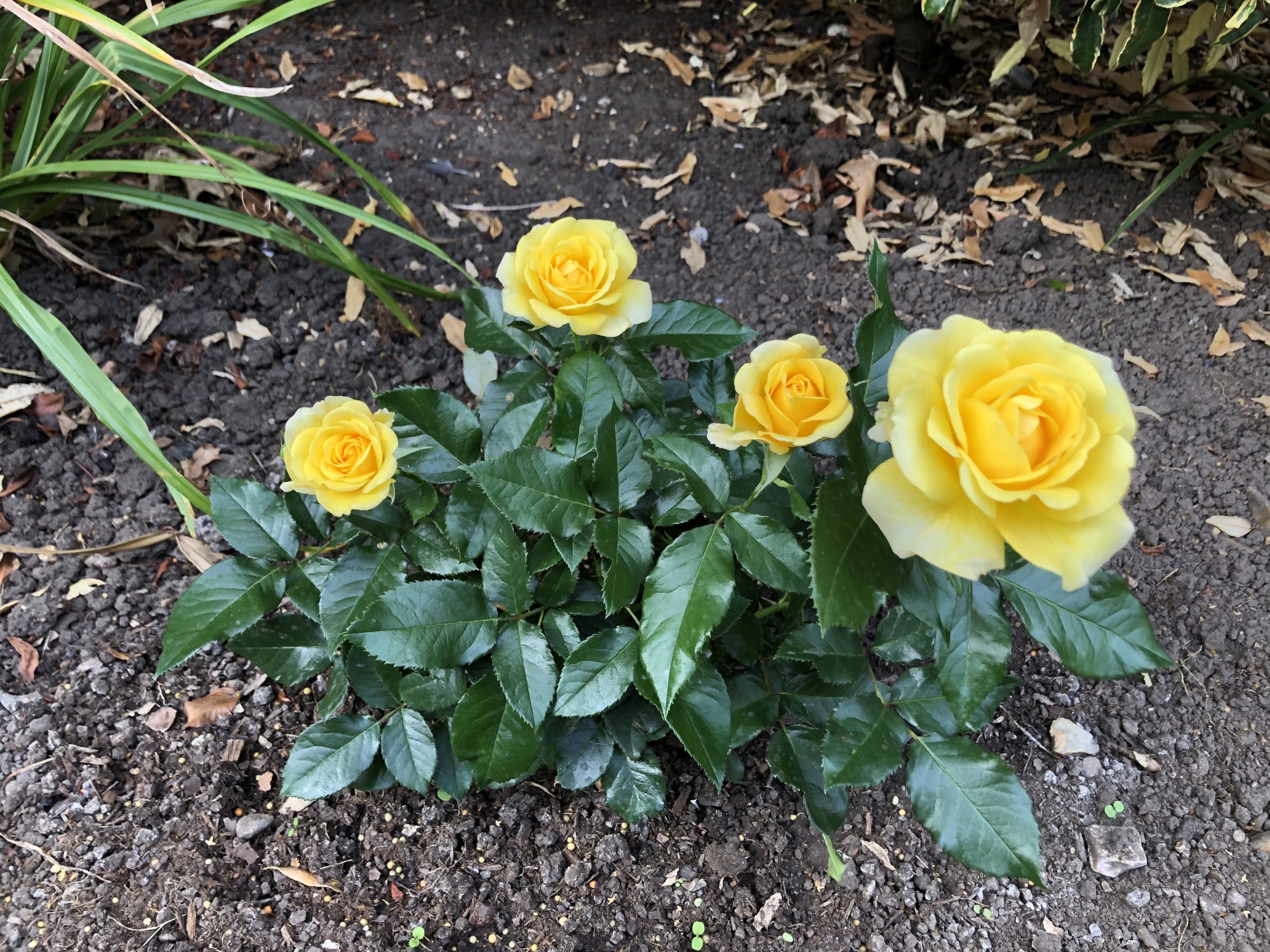 Happy Golden Wedding Rose - 50th Wedding Anniversary Gifts