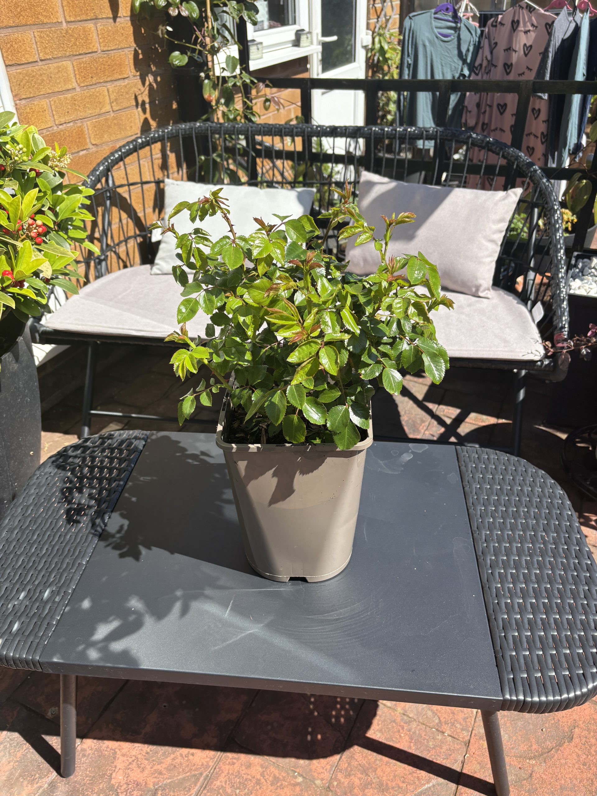 Fab @ 60 Rose - 60th Birthday Gift