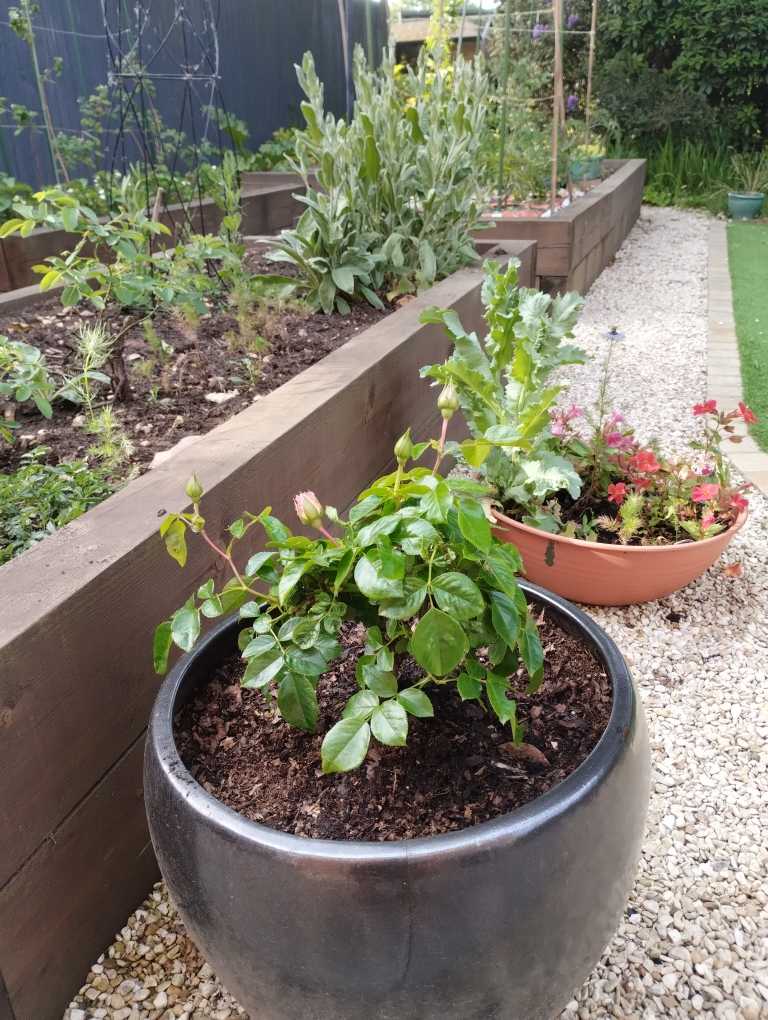 A Rose For My Wonderful Brother