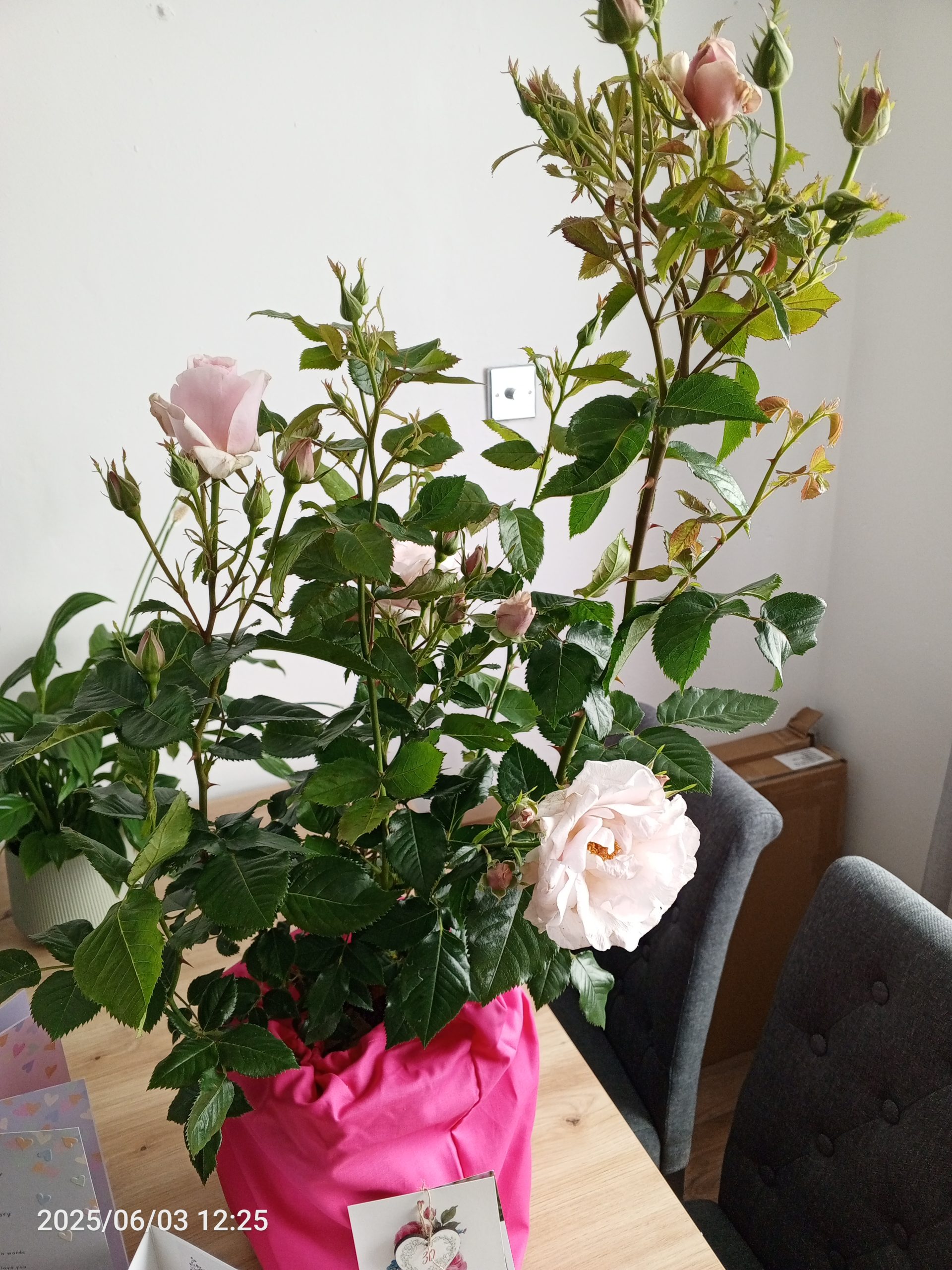 Let There Be Love Rose - Gift For 30th Wedding Anniversary