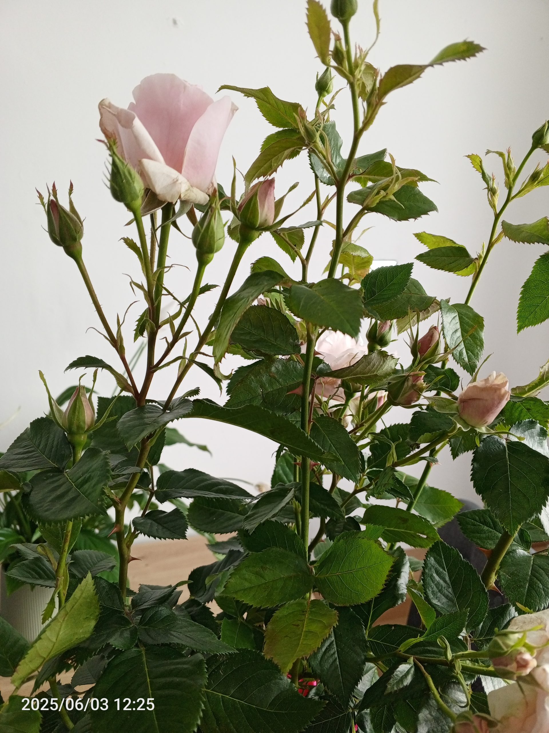 Let There Be Love Rose - Gift For 30th Wedding Anniversary