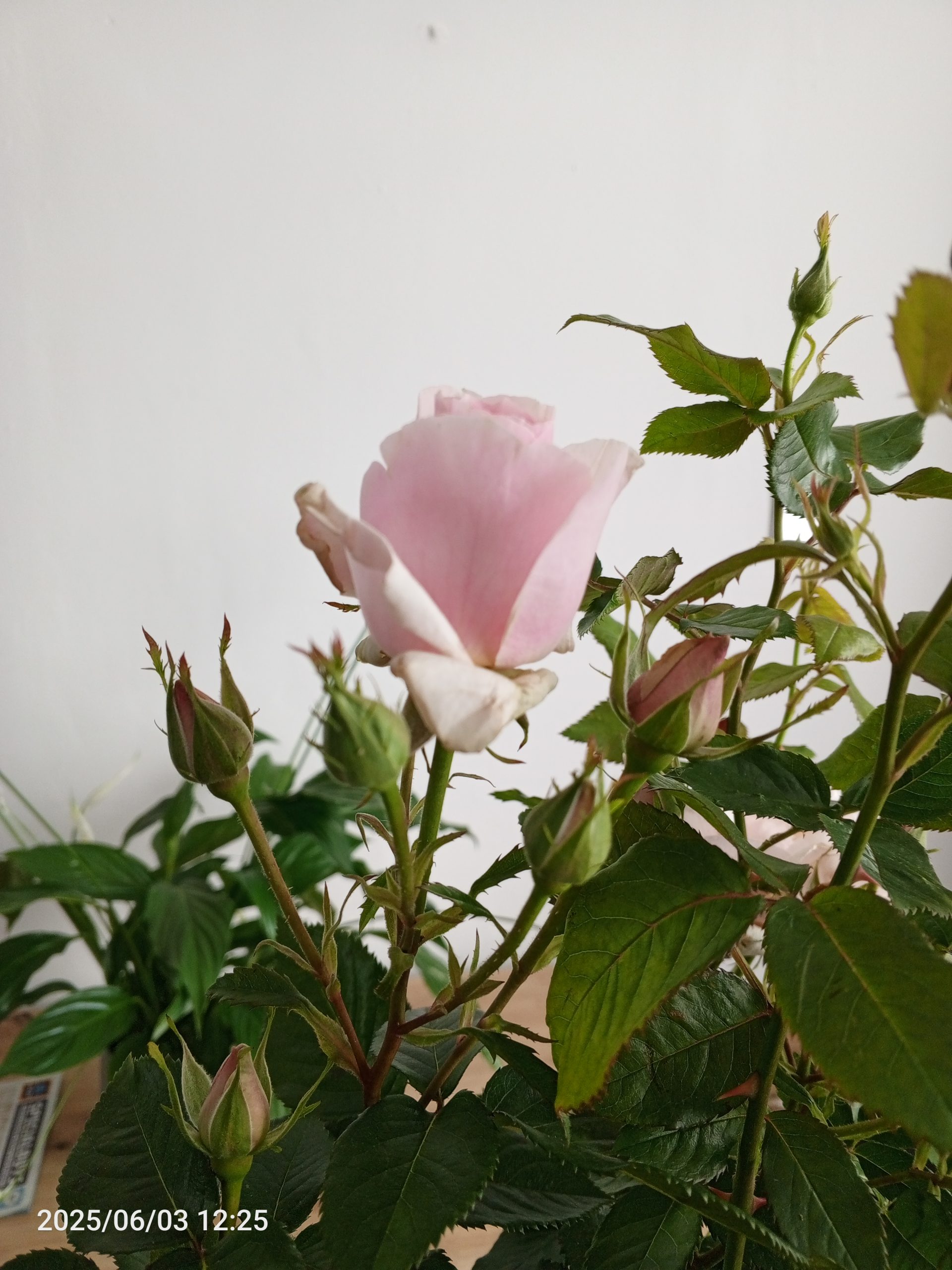 Let There Be Love Rose - Gift For 30th Wedding Anniversary