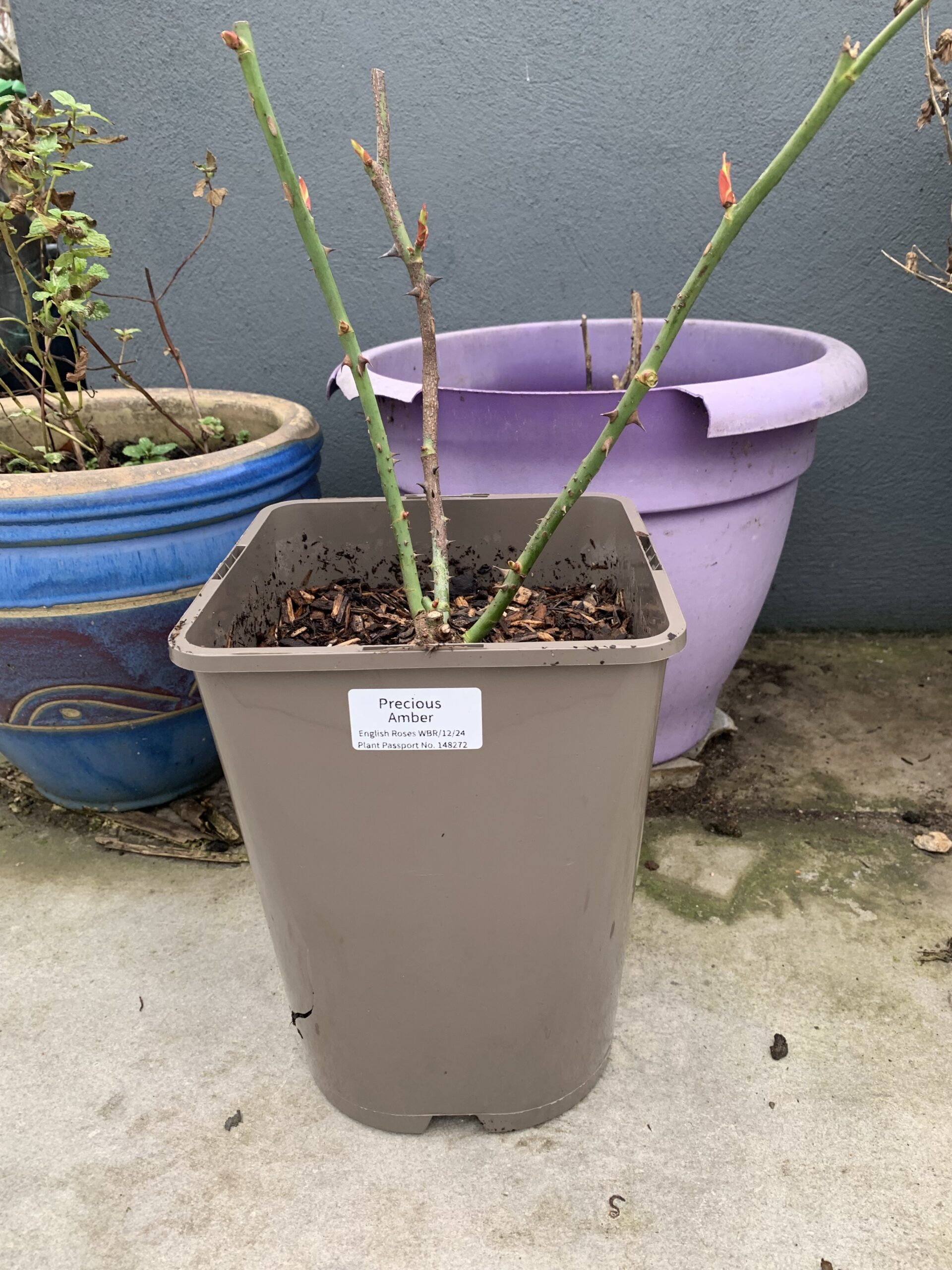 Forever In Our Hearts - English Roses Memorial Gift