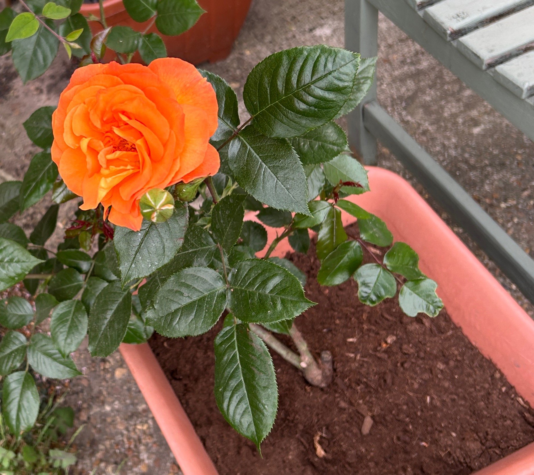 Forever In Our Hearts - English Roses Memorial Gift