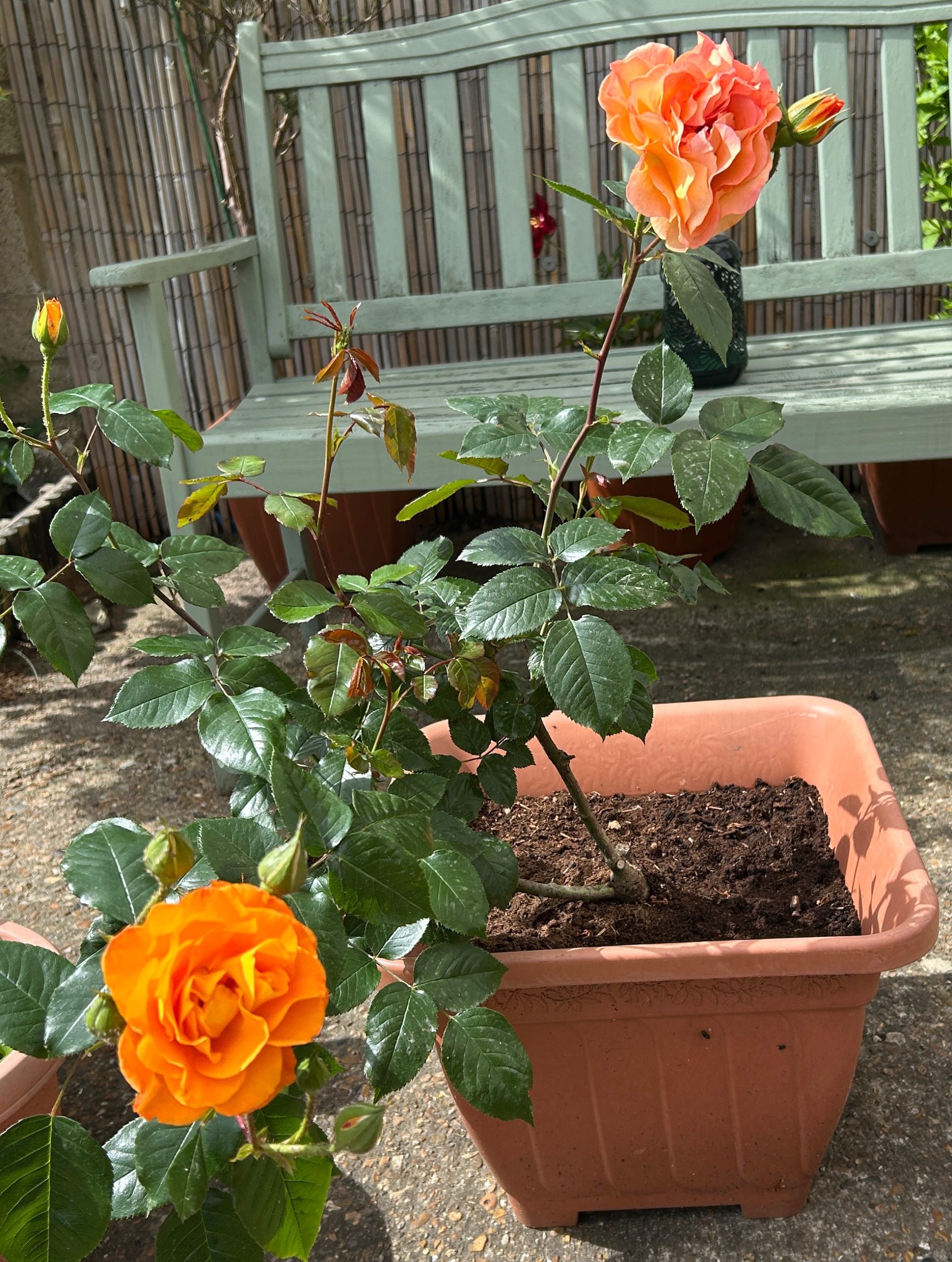 Forever In Our Hearts - English Roses Memorial Gift