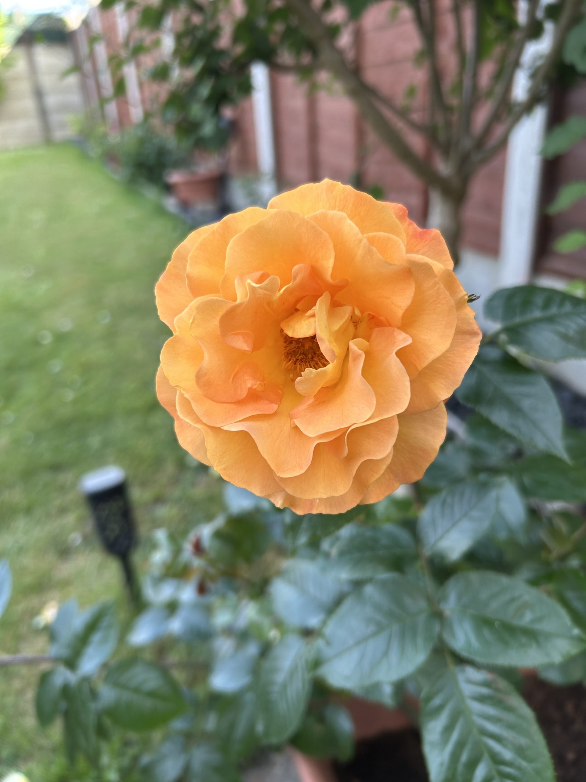 Forever In Our Hearts - English Roses Memorial Gift