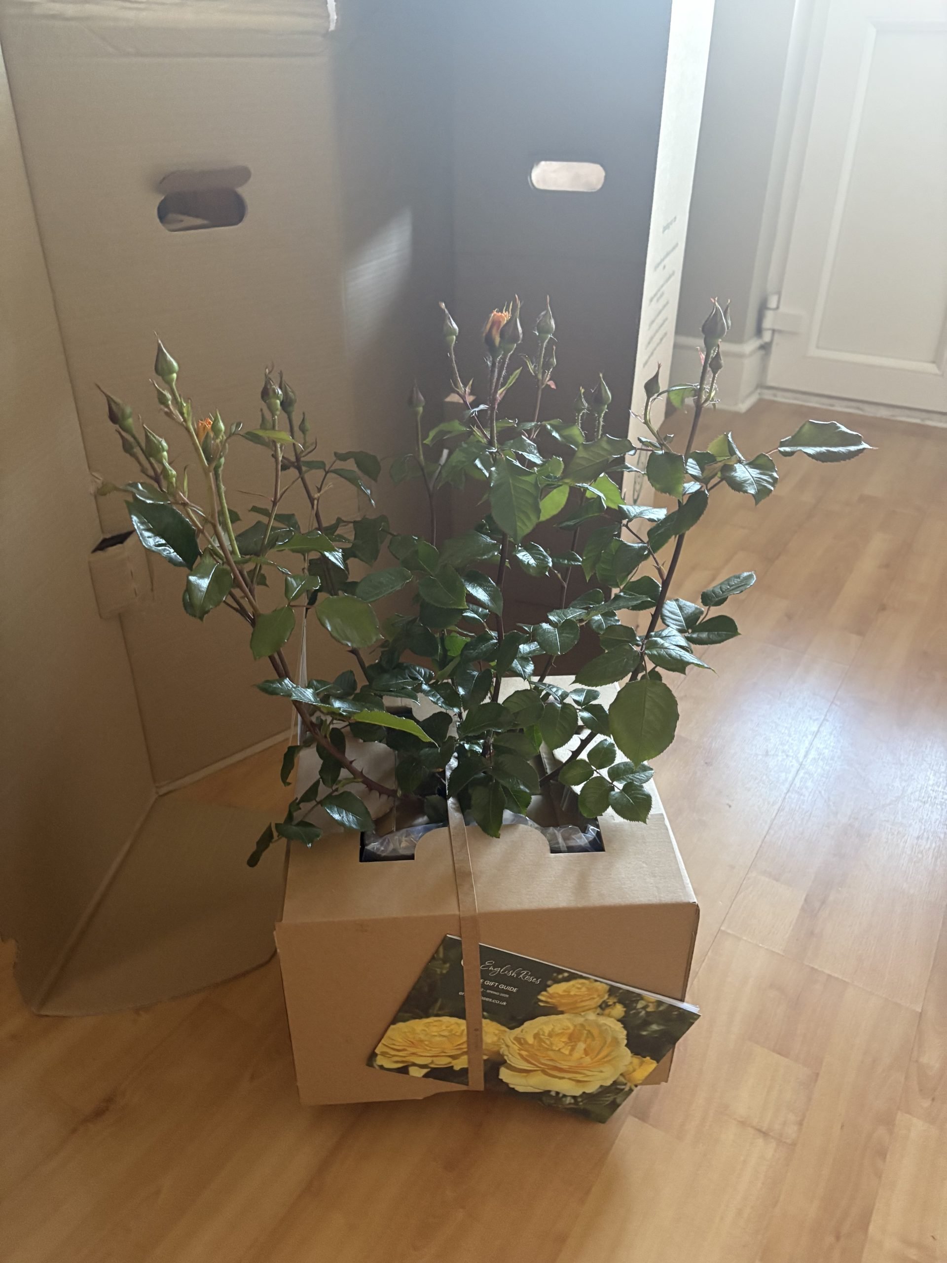 Forever In Our Hearts - English Roses Memorial Gift