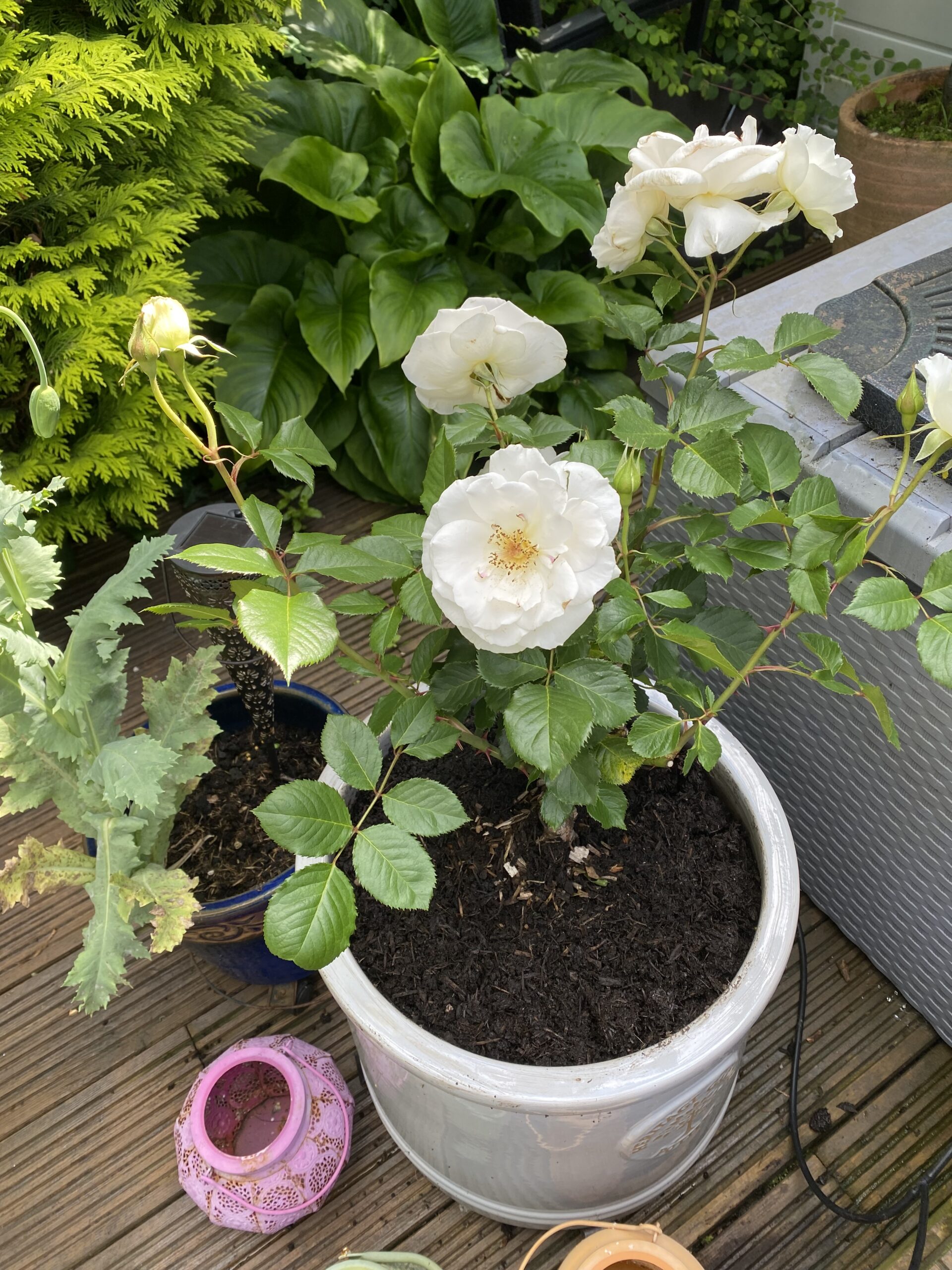 Margaret Merril Rose