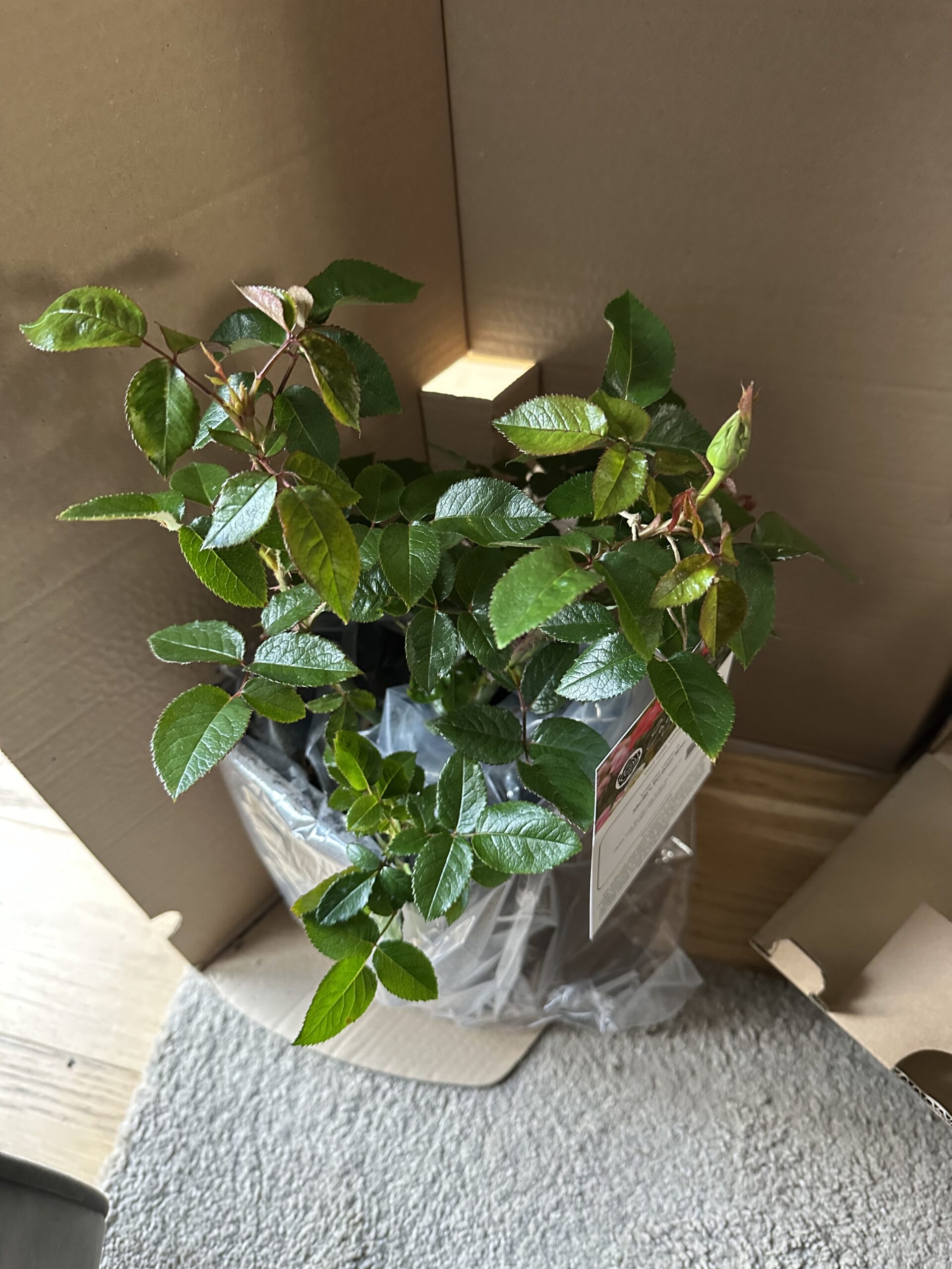 Sheila's Perfume Rose