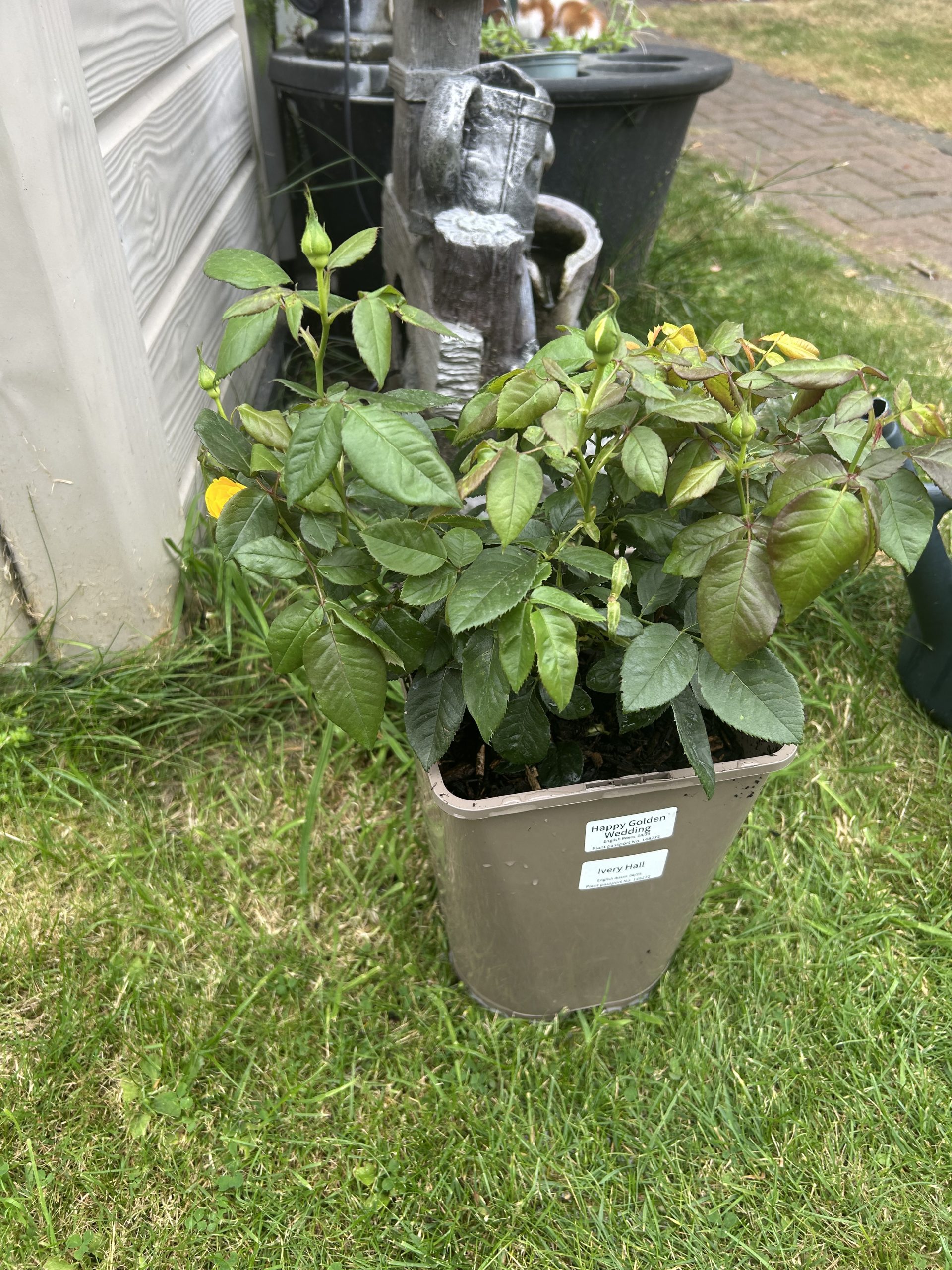 Happy Golden Wedding Rose - 50th Wedding Anniversary Gifts