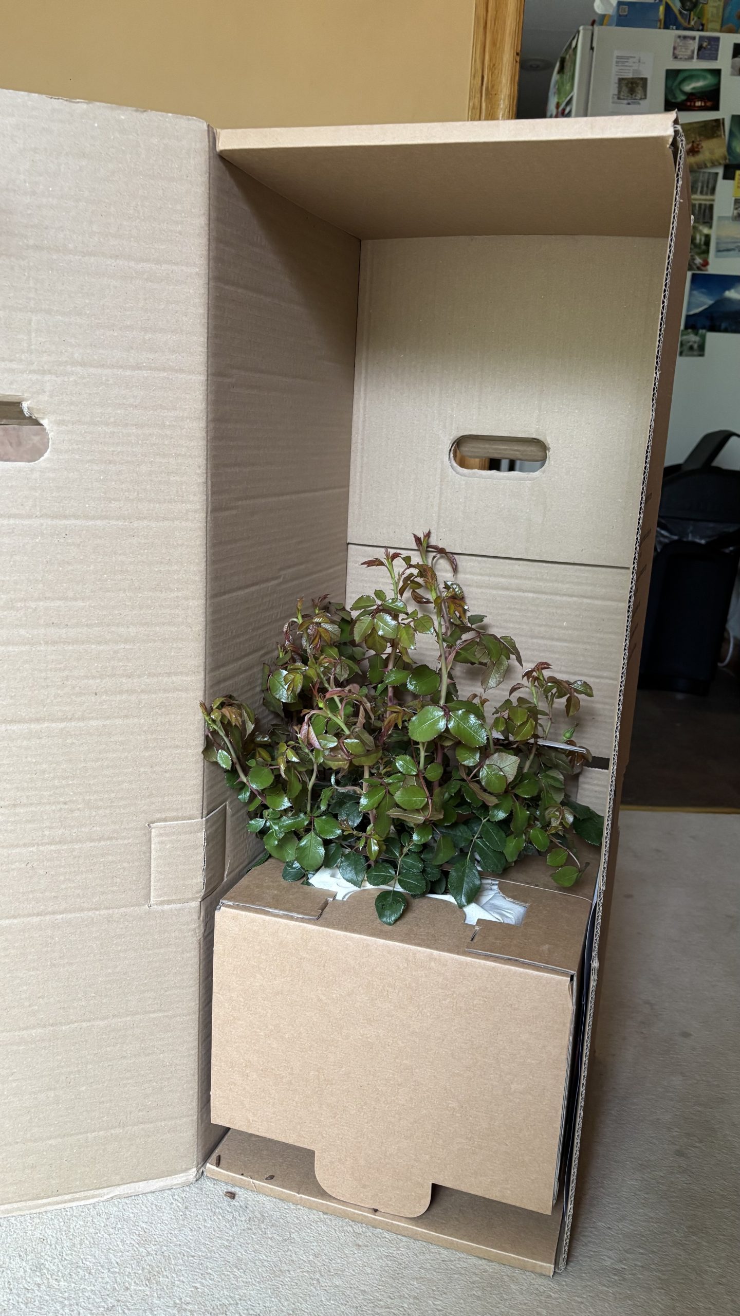 Pearl Rose - 30th Wedding Anniversary Gift