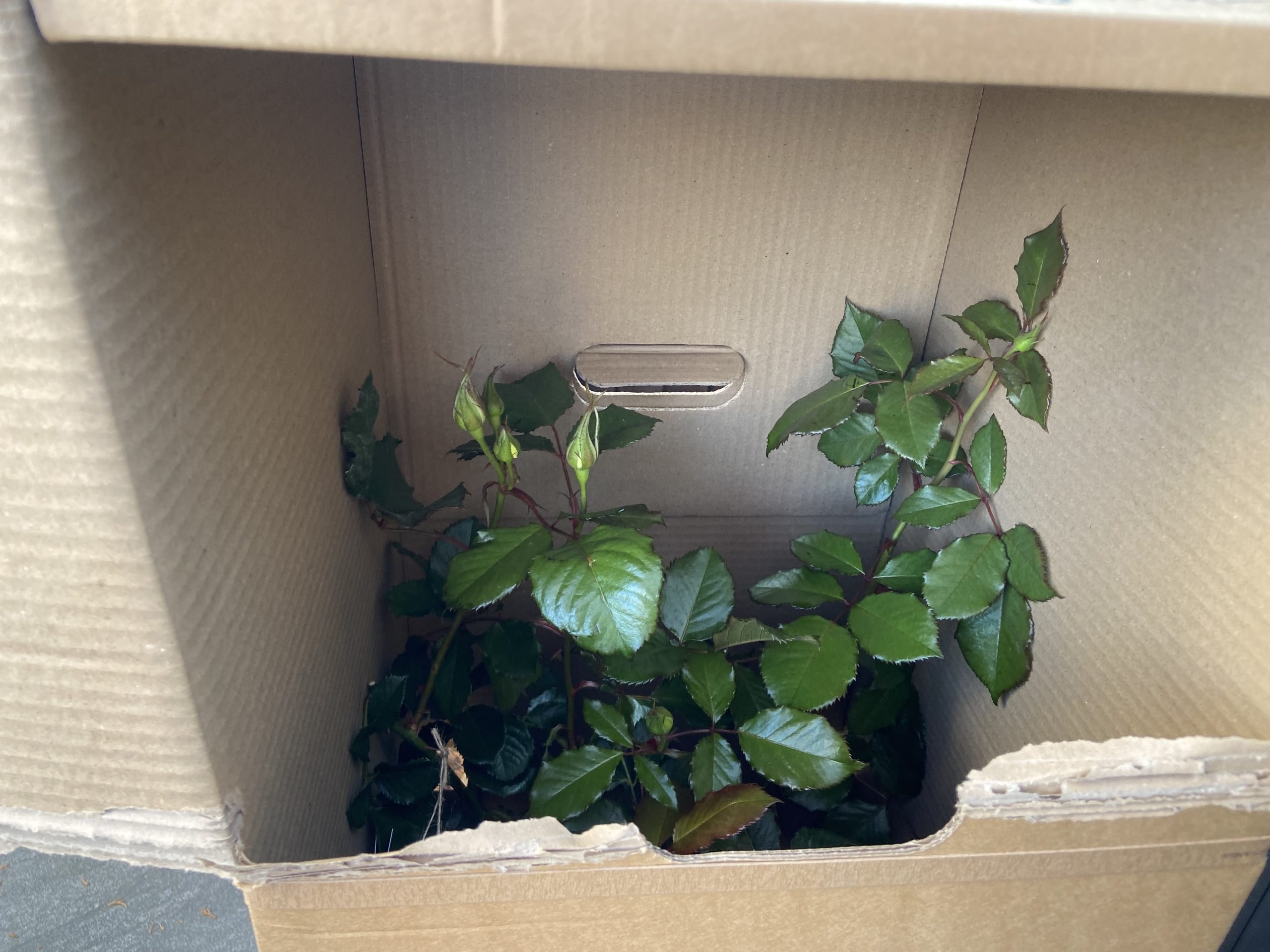 A Rose For Margaret - English Roses Gift