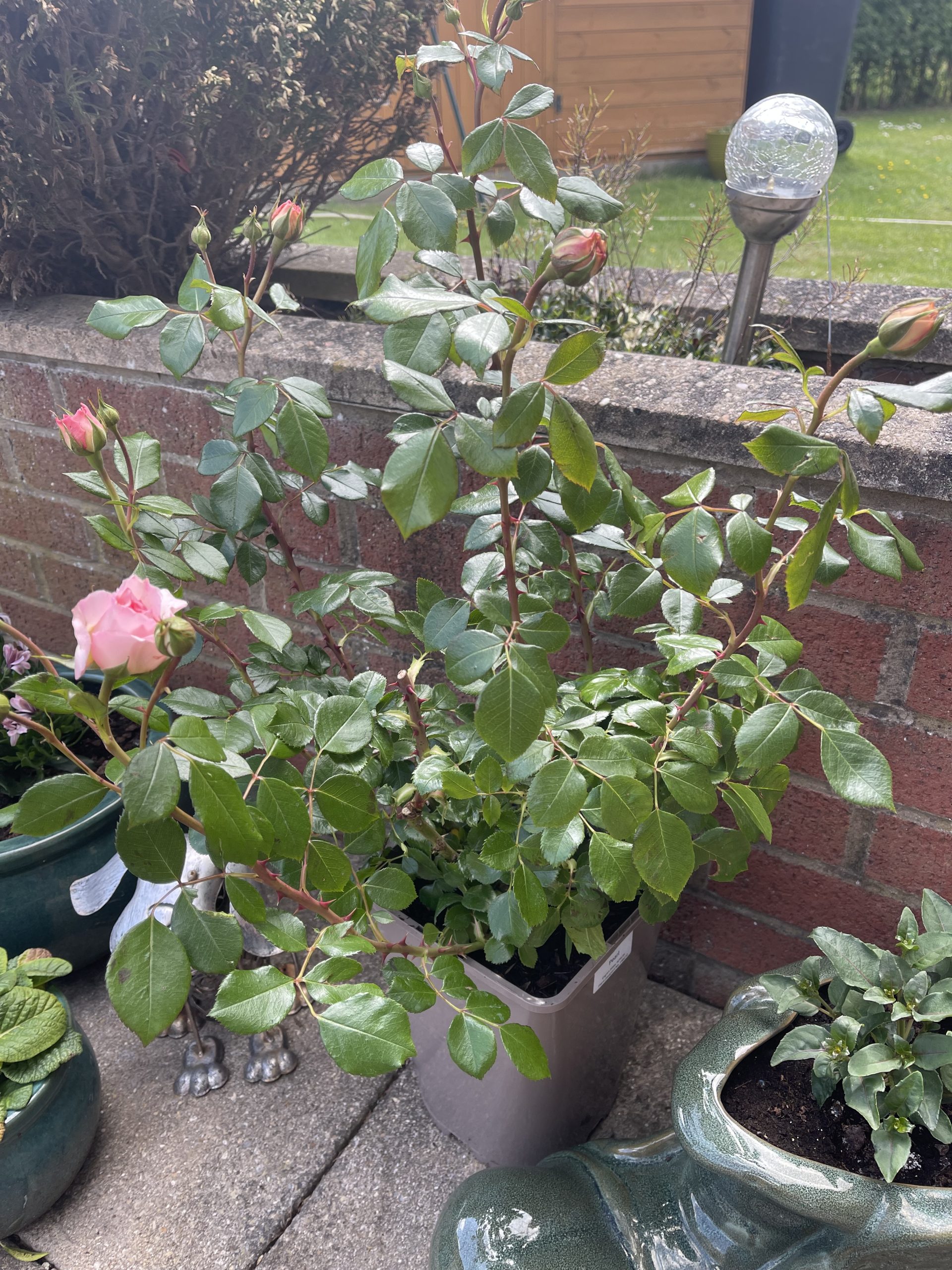 Pearl Rose - 30th Wedding Anniversary Gift