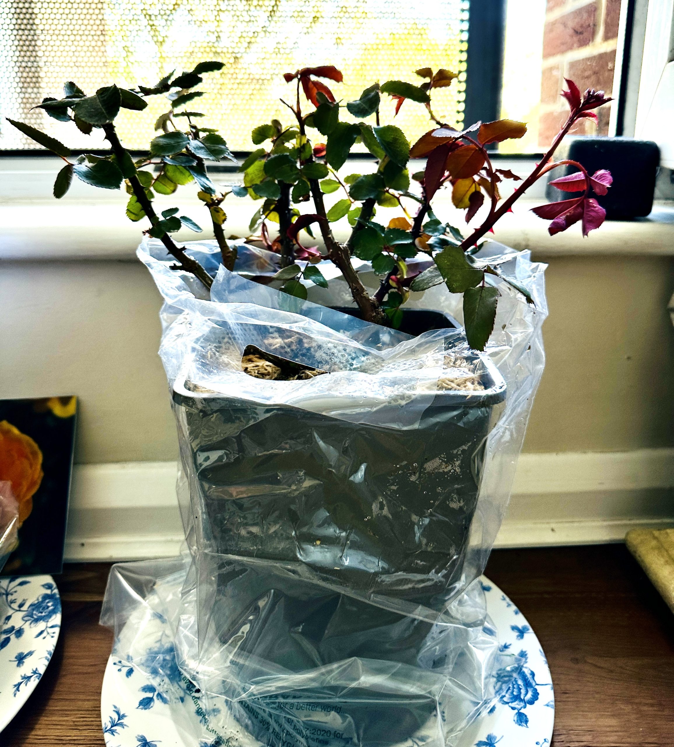 Jubilee Papa Meilland Rose