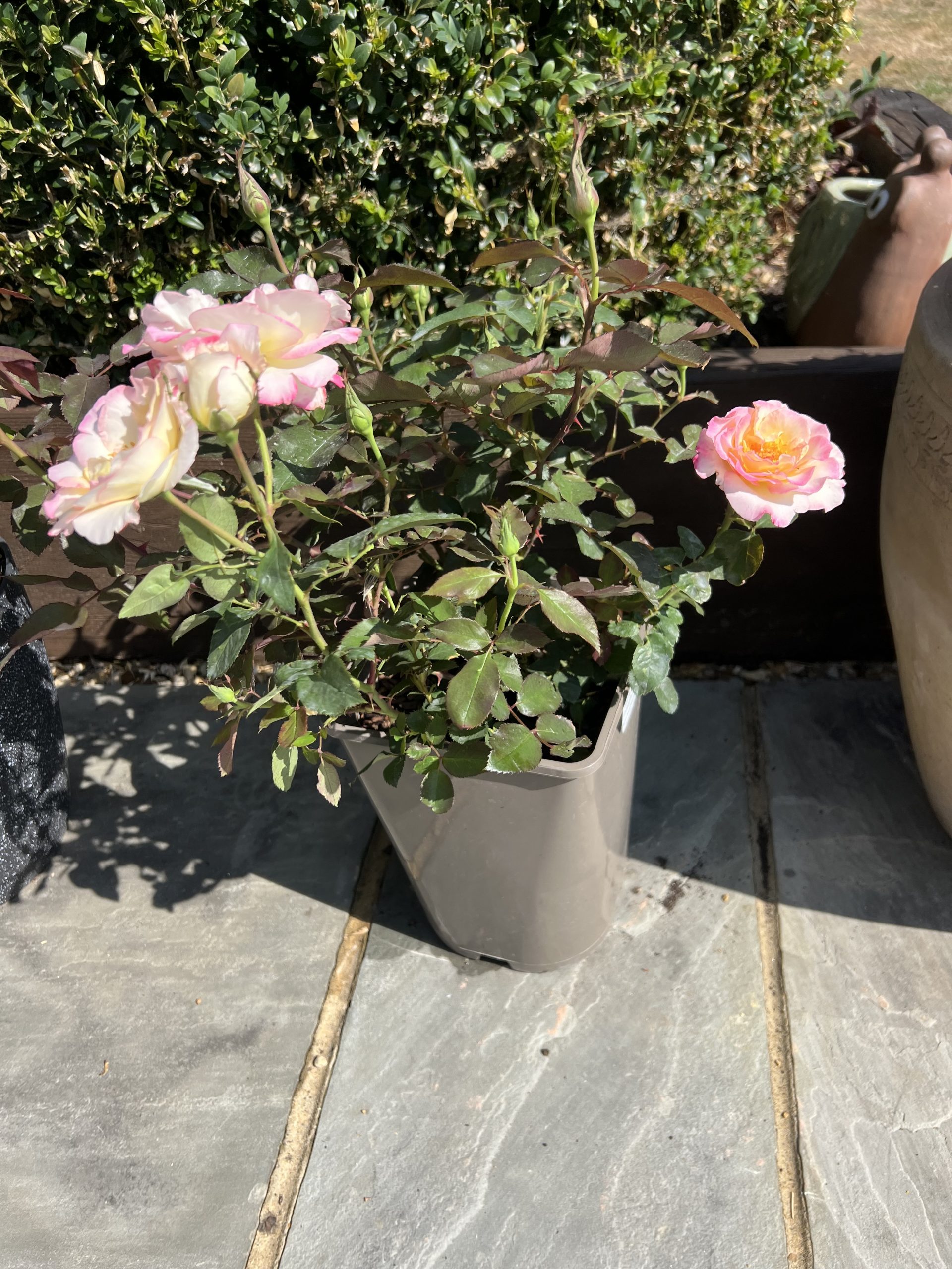 A Rose For Friends Forever