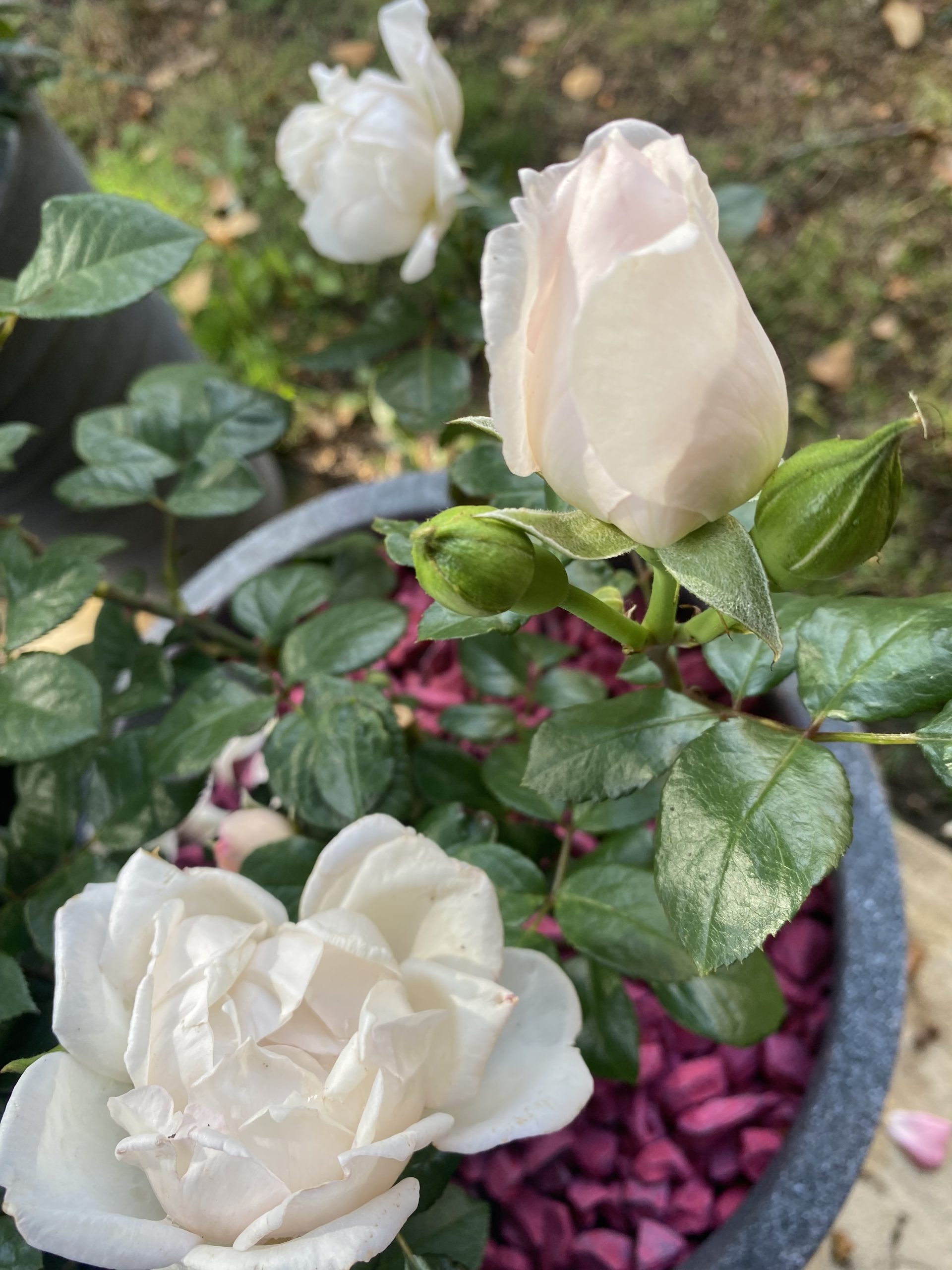 Rose Foliar Feed Kit - English Roses Protect & Grow