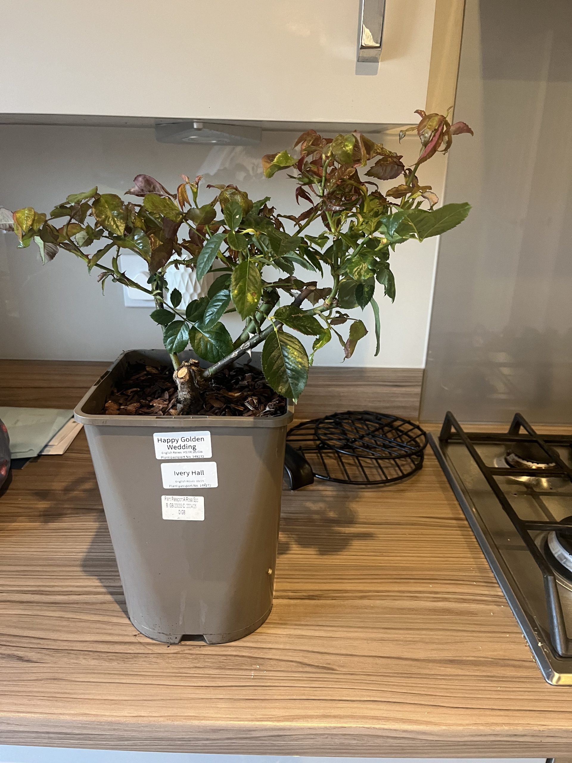 Happy Golden Wedding Rose - 50th Wedding Anniversary Gifts