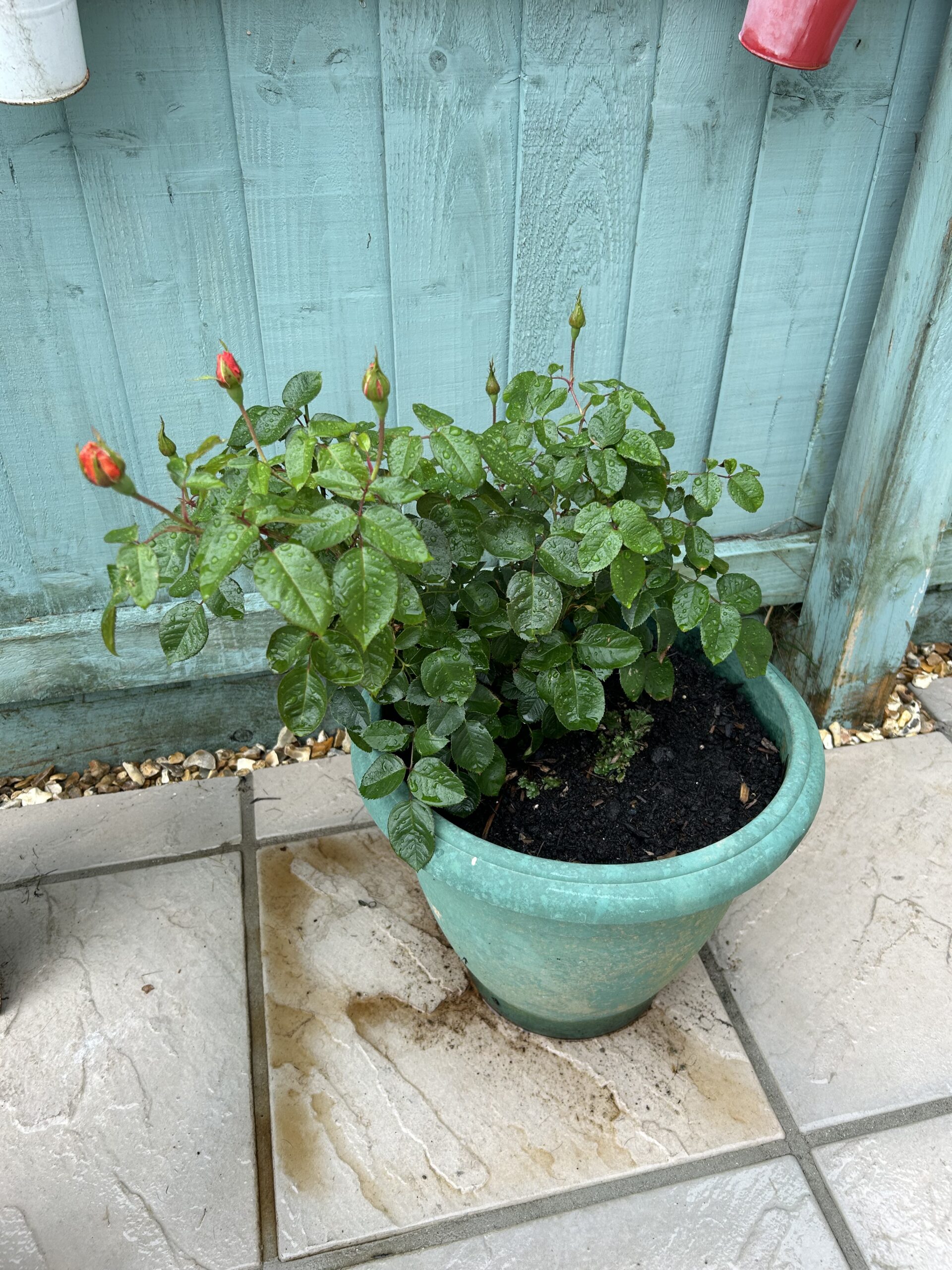 Scent From Heaven Rose - Scented Rose Gift