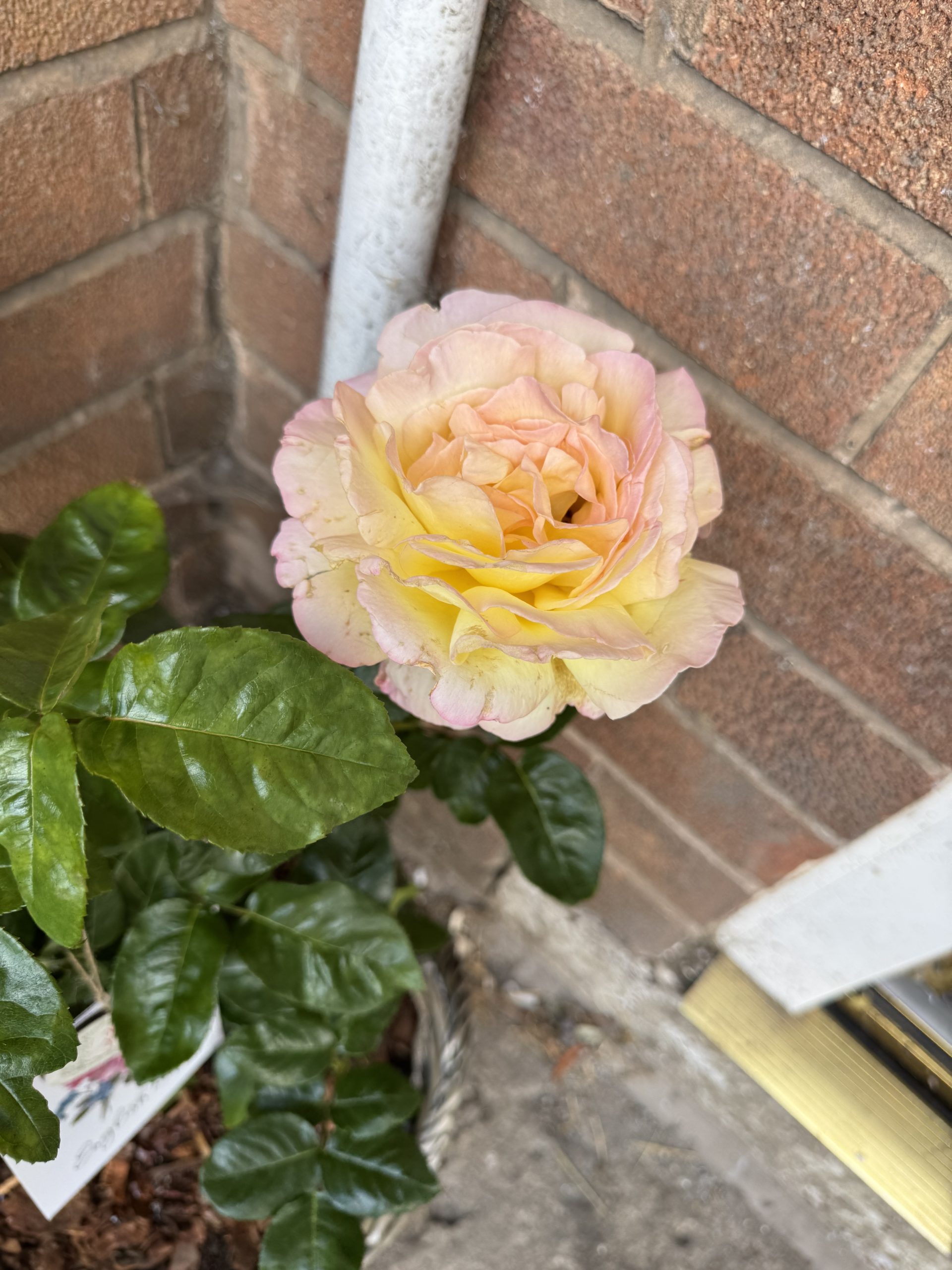 Peace Rose - Son Memorial Gifts