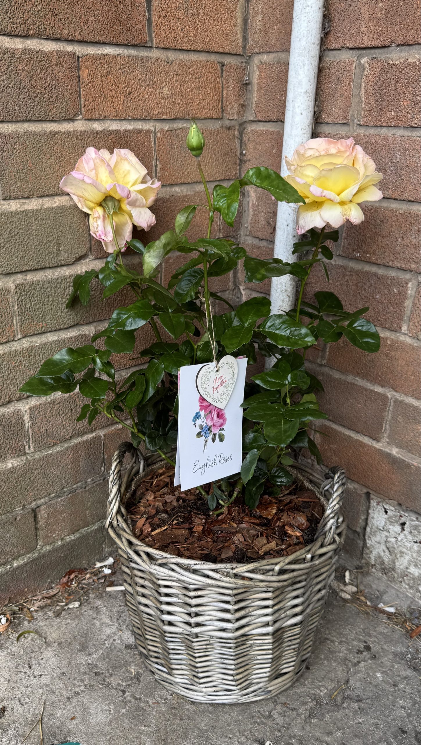 Peace Rose - Son Memorial Gifts