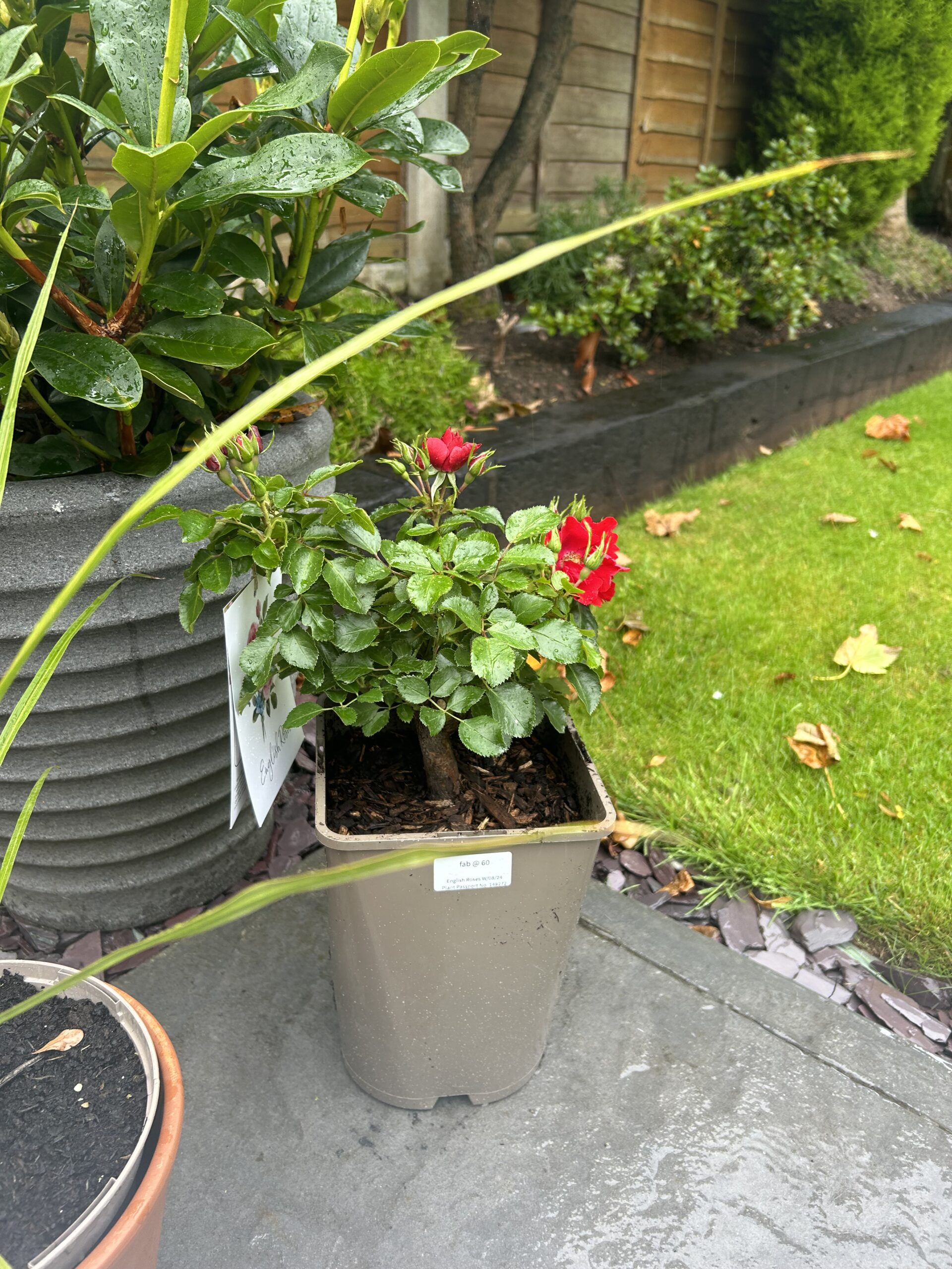 Fab @ 60 Rose - 60th Birthday Gift