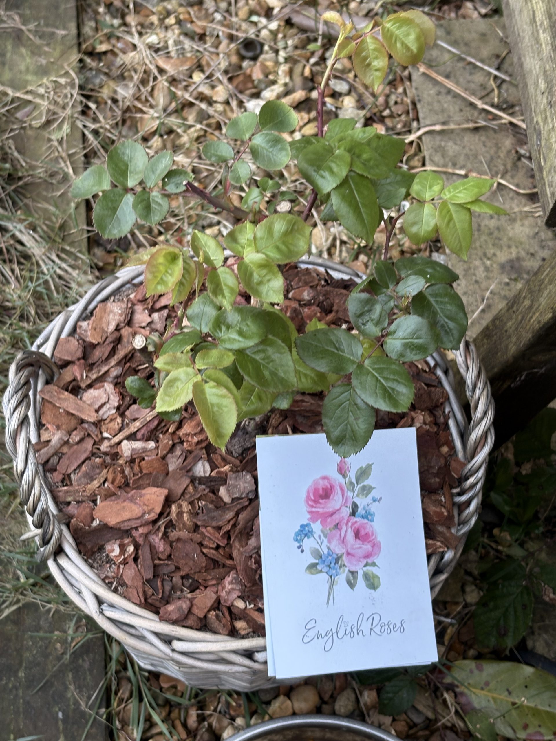 A Rose For Gloria - English Roses Gift