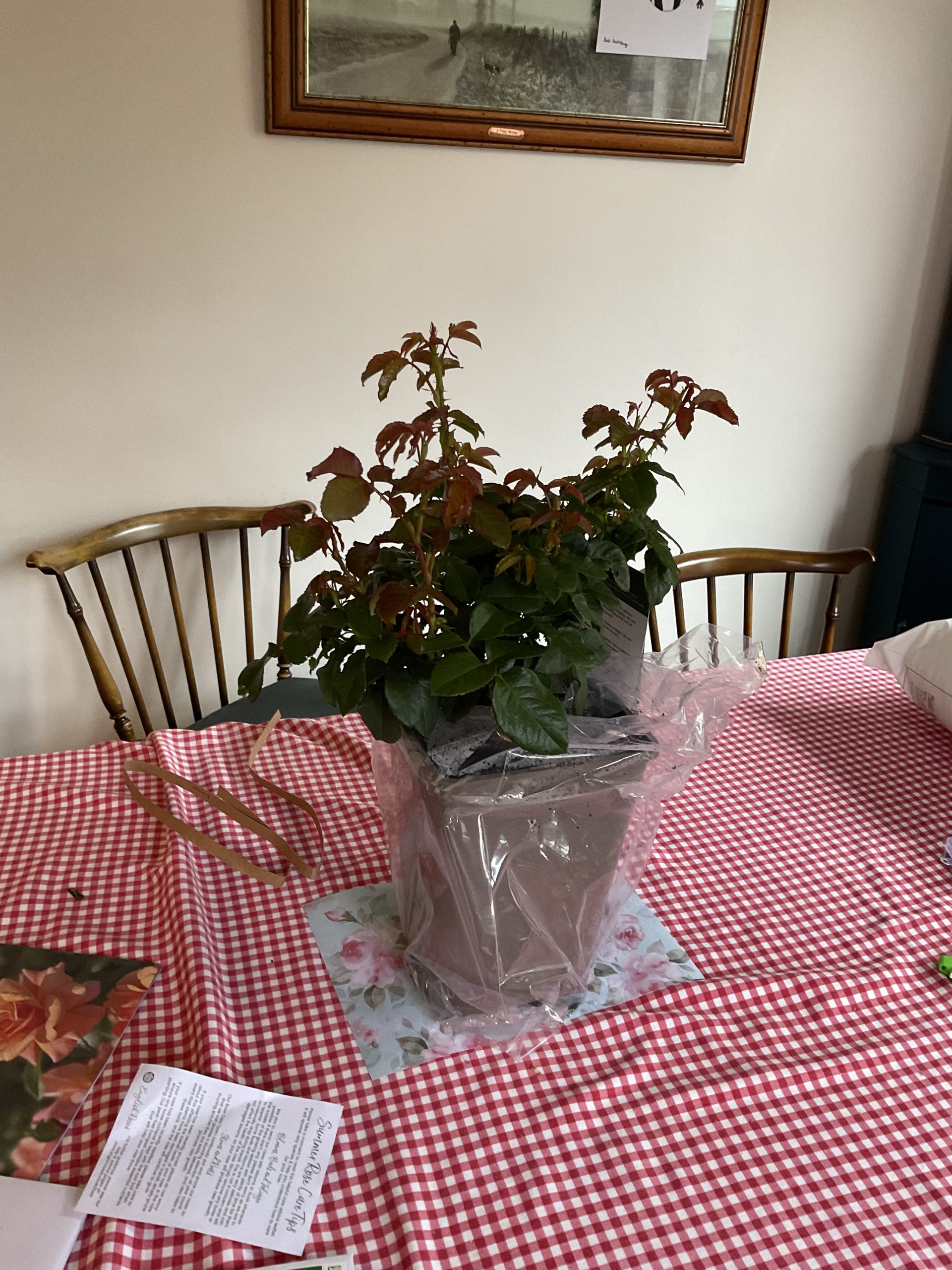 Happy Golden Wedding Rose - 50th Wedding Anniversary Gifts