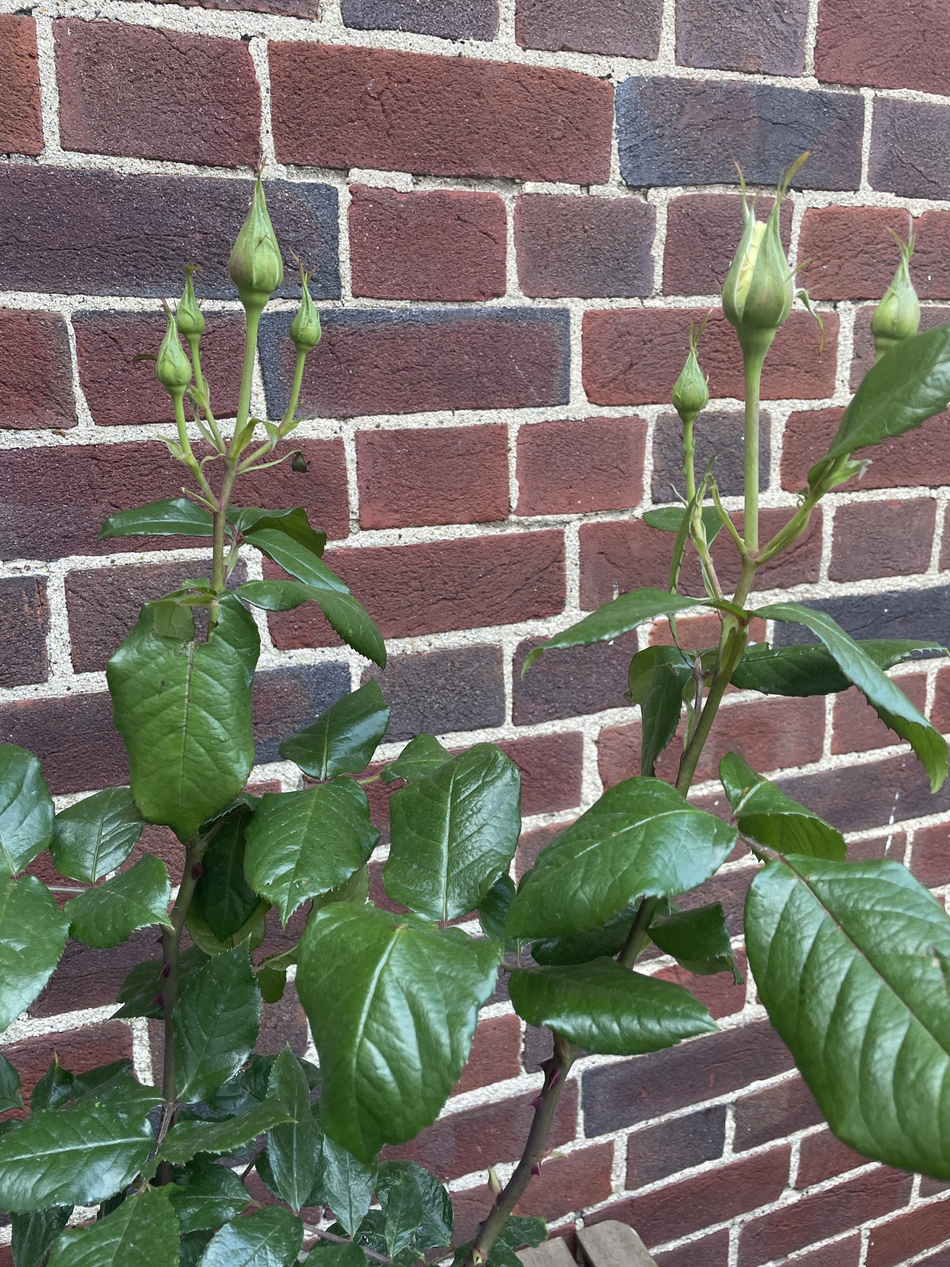 Silver Anniversary Rose - 25th Wedding Anniversary Gift