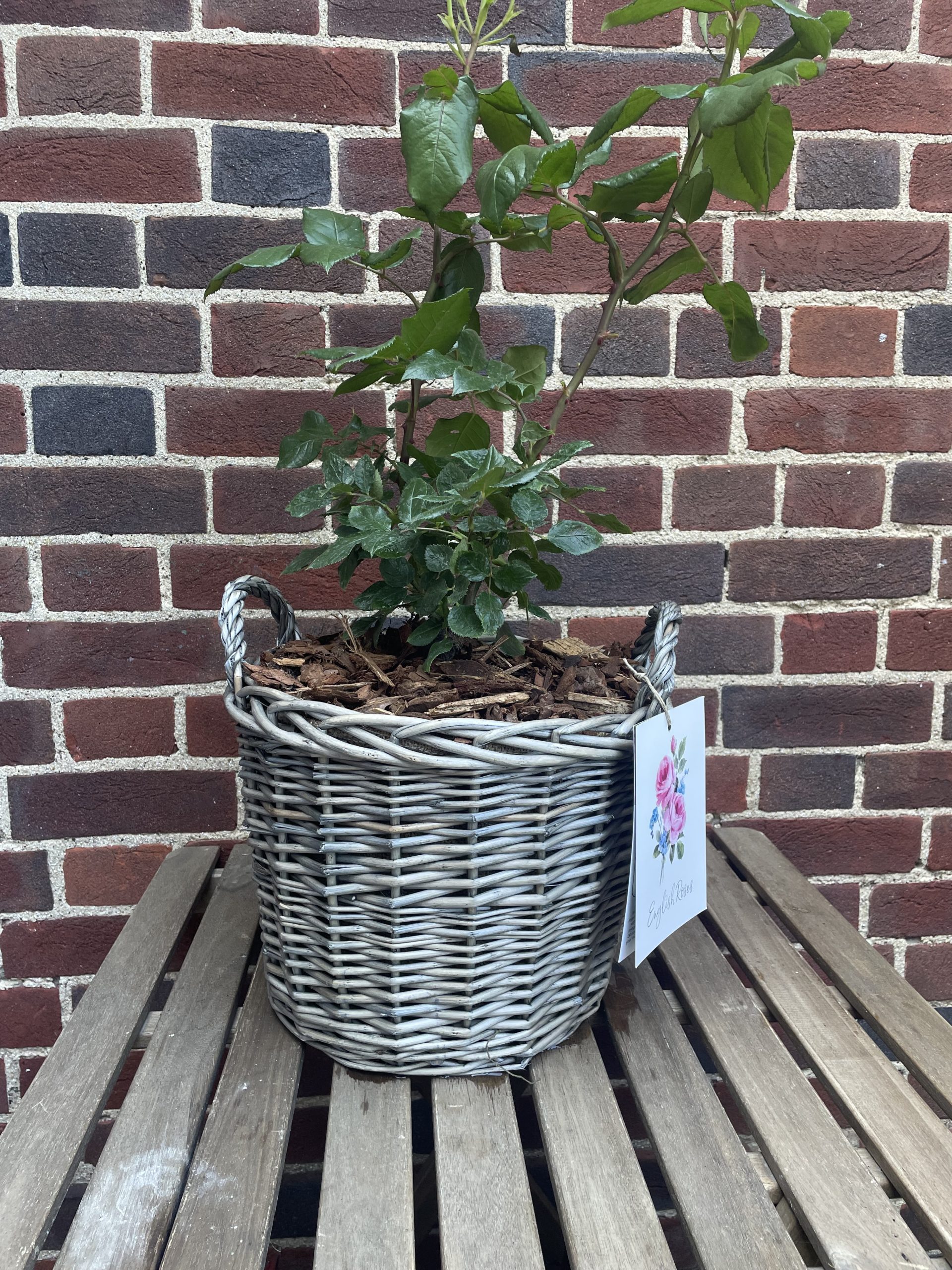 Silver Anniversary Rose - 25th Wedding Anniversary Gift