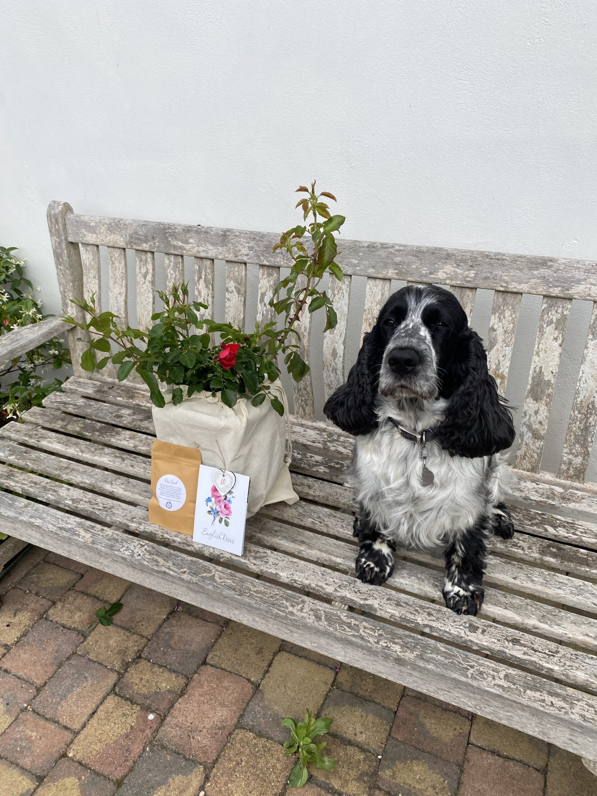 Fab @ 60 Rose - 60th Birthday Gift