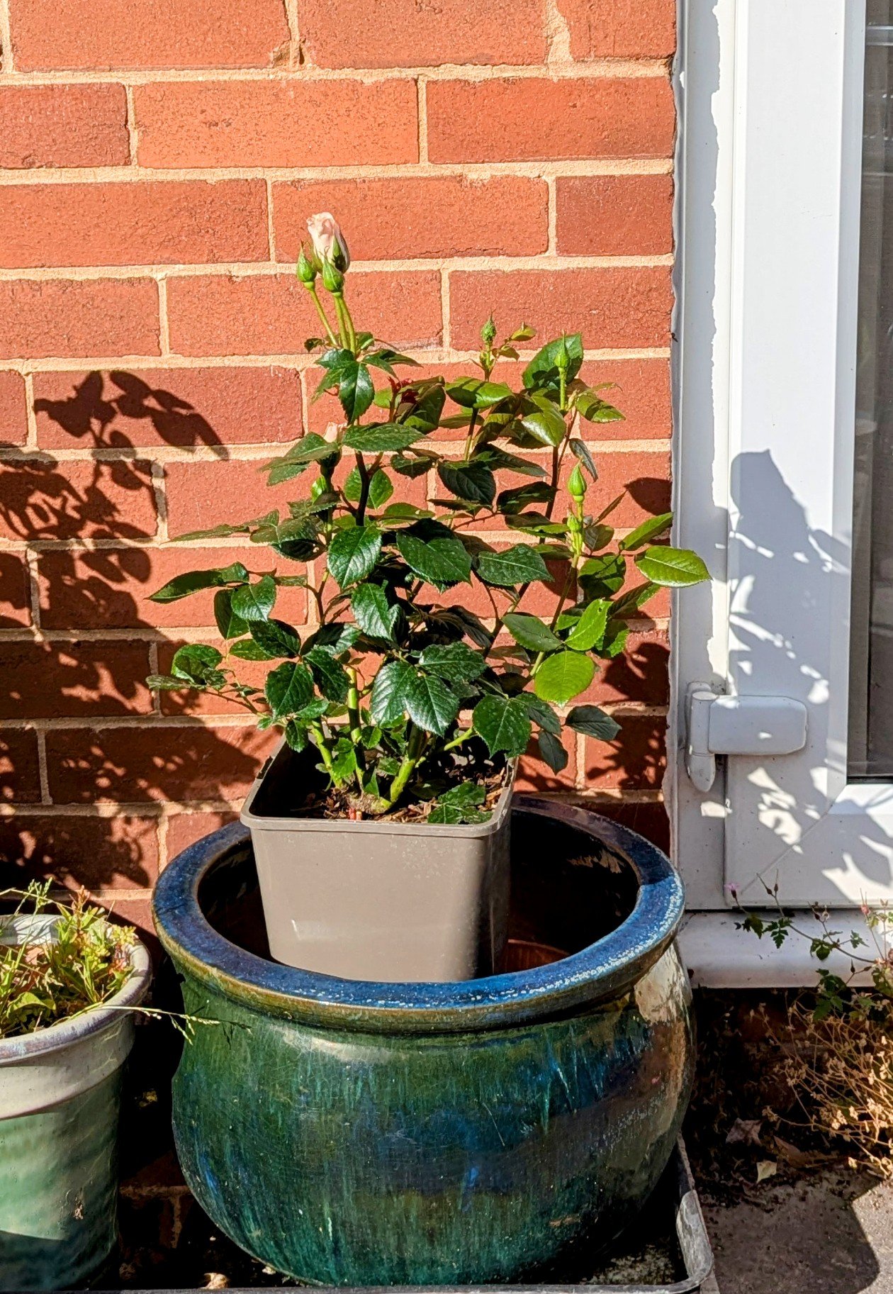 Pearl Rose - 30th Wedding Anniversary Gift