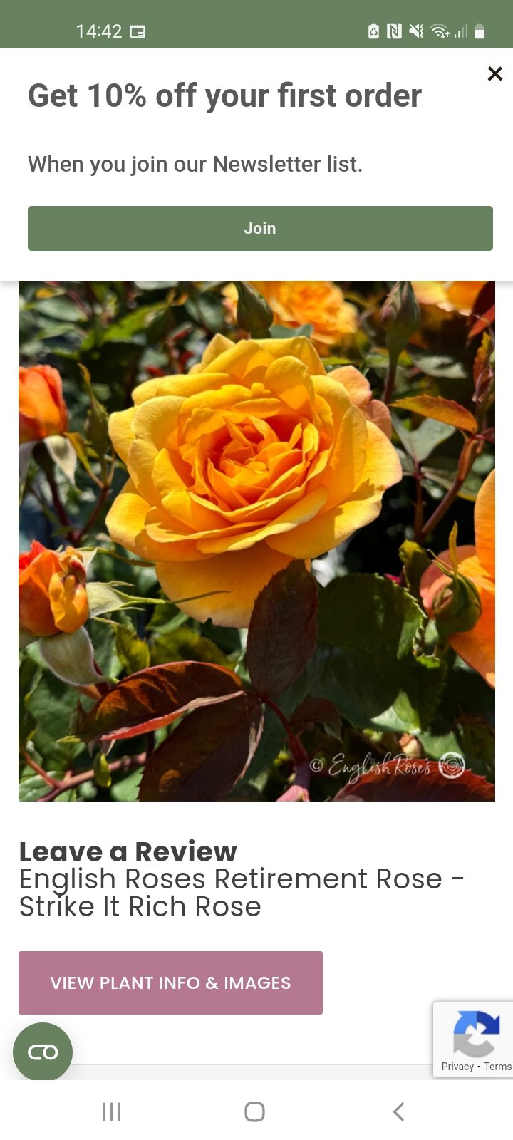 'English Roses' Greetings Card